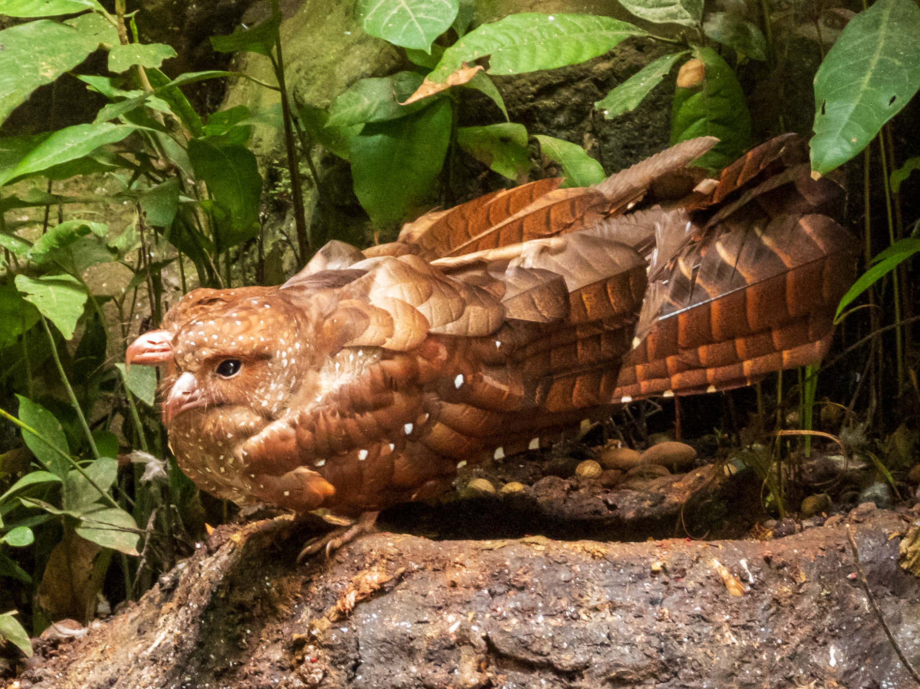Oilbird, Reserva Los Guácharos