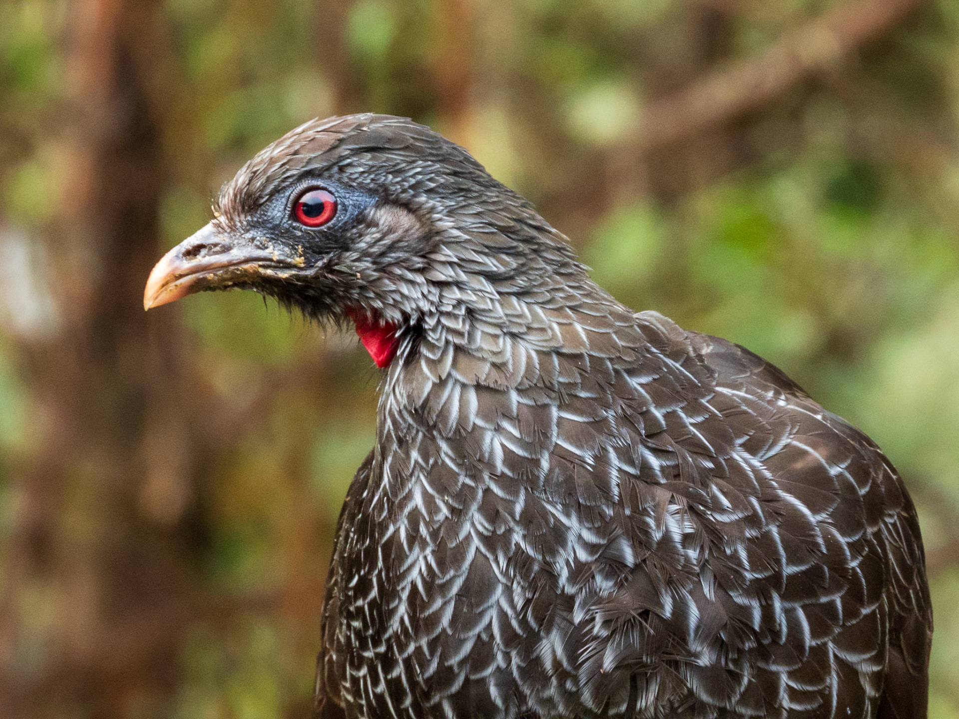 Andean Guan, Hotel Termales del Ruíz