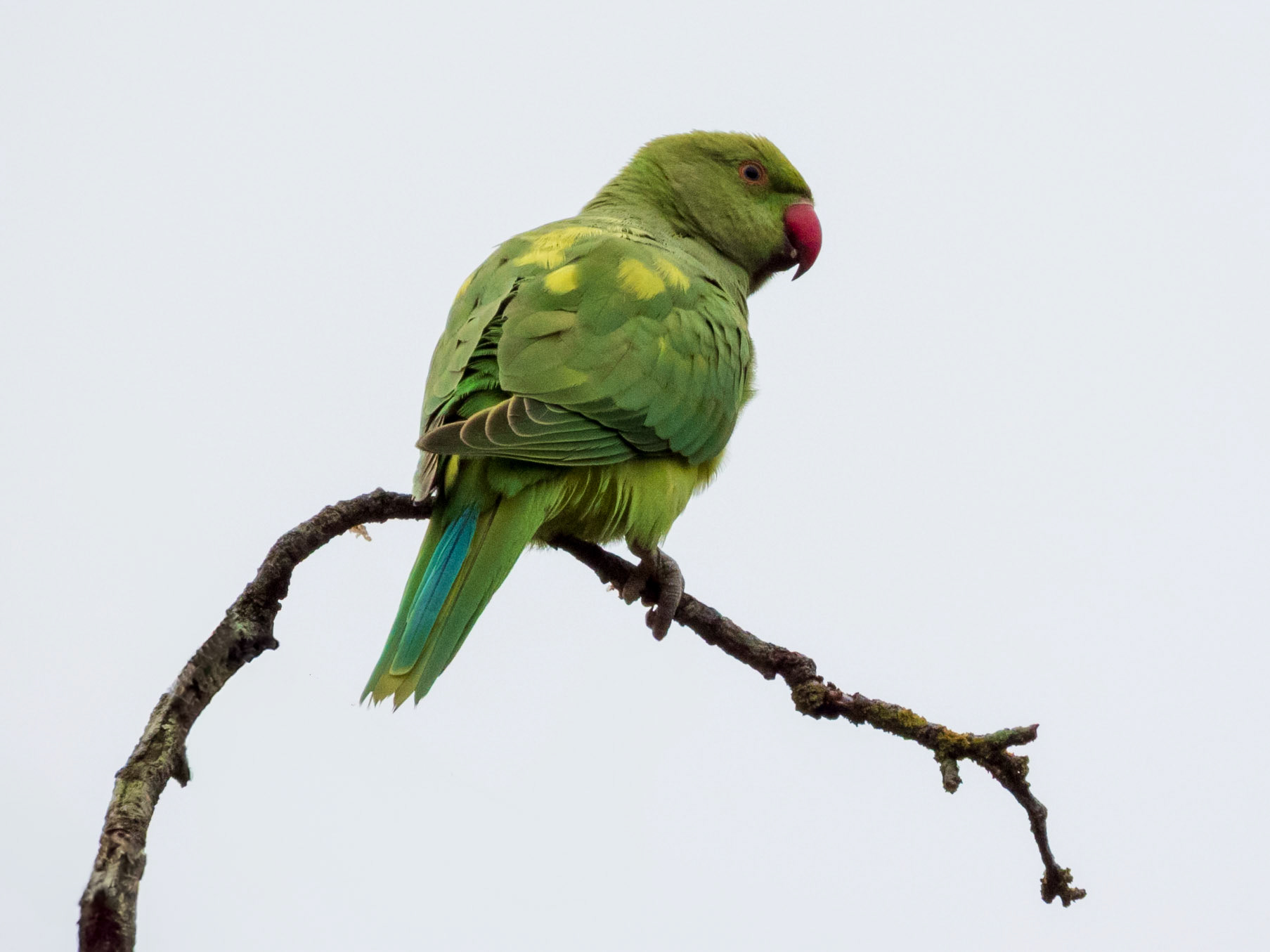 Rose-ringed Parakeet, Université Paris-Saclay