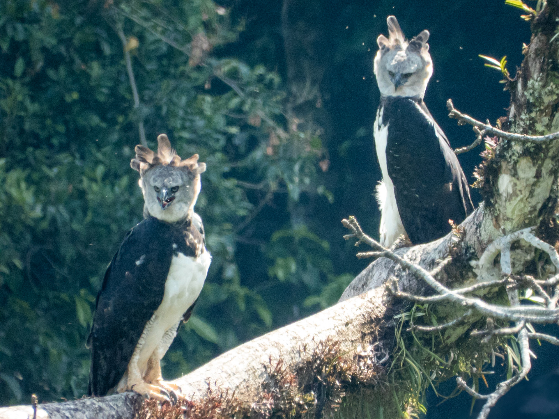Harpy Eagle, Harpy Eagle Reserve