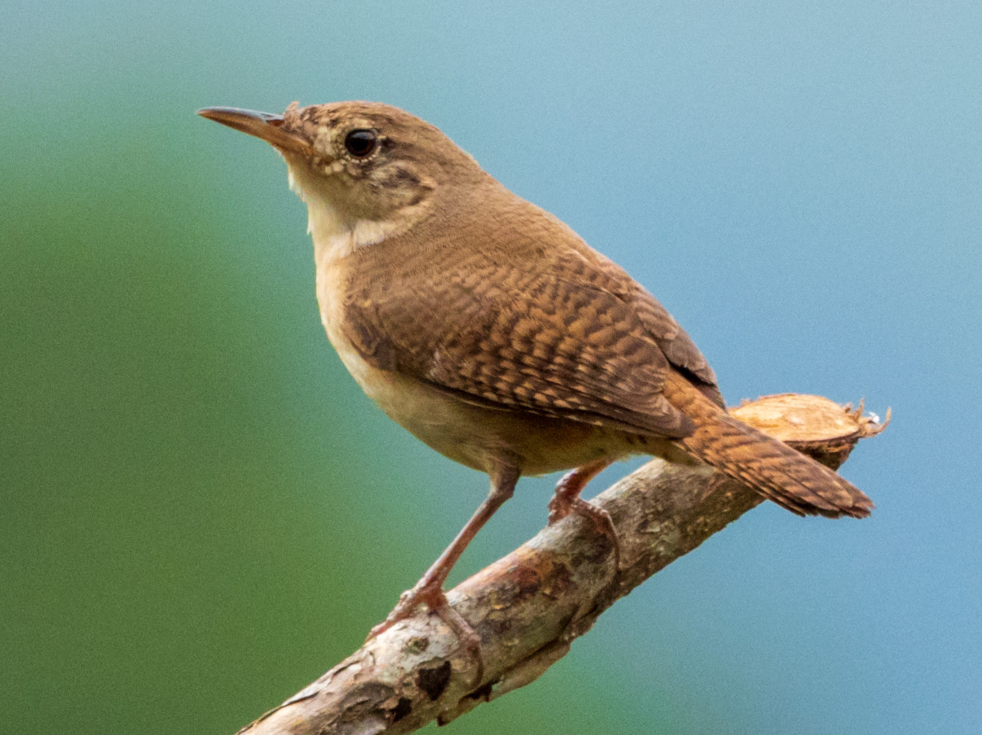 Southern House Wren, Harpy Eagle Reserve