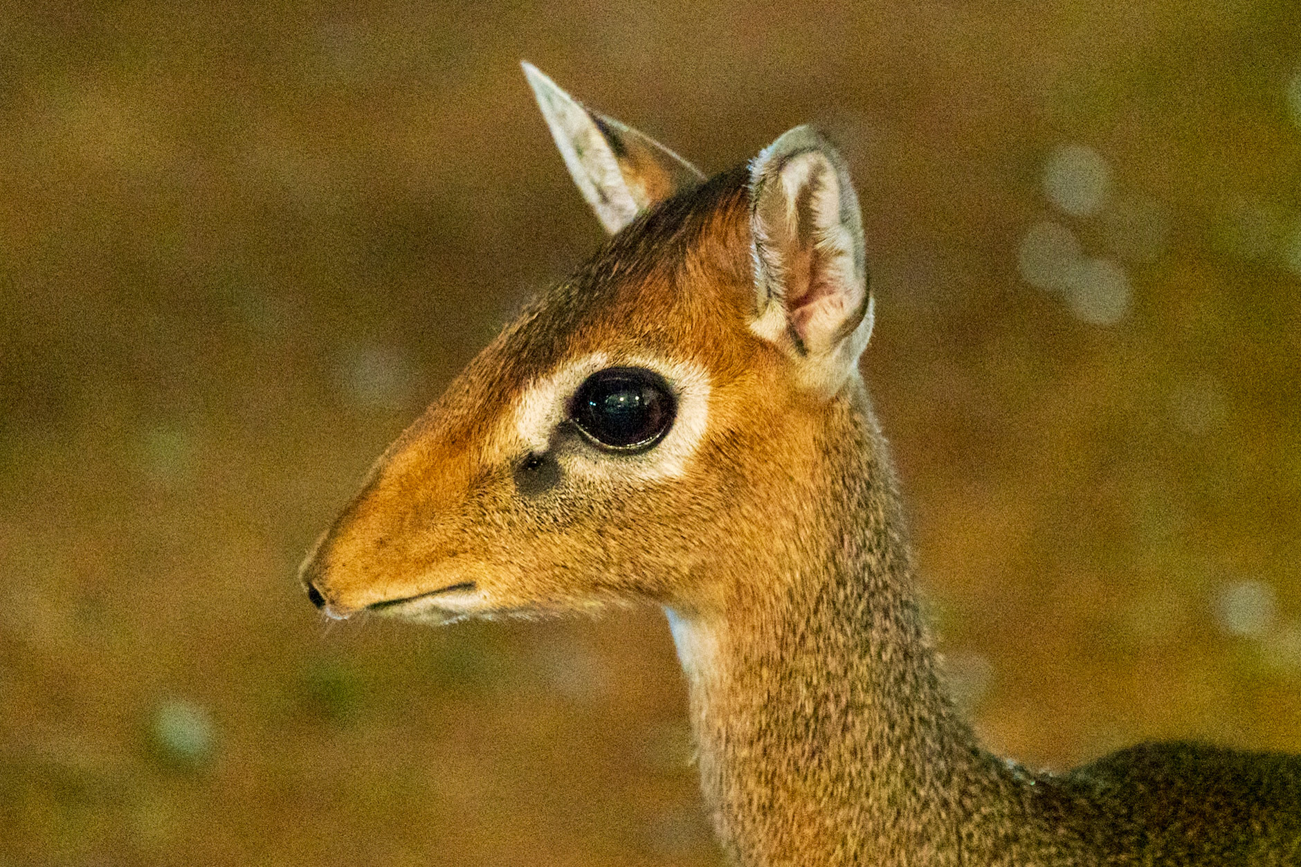 Krik's Dik-Dik, Melting Bush Camp