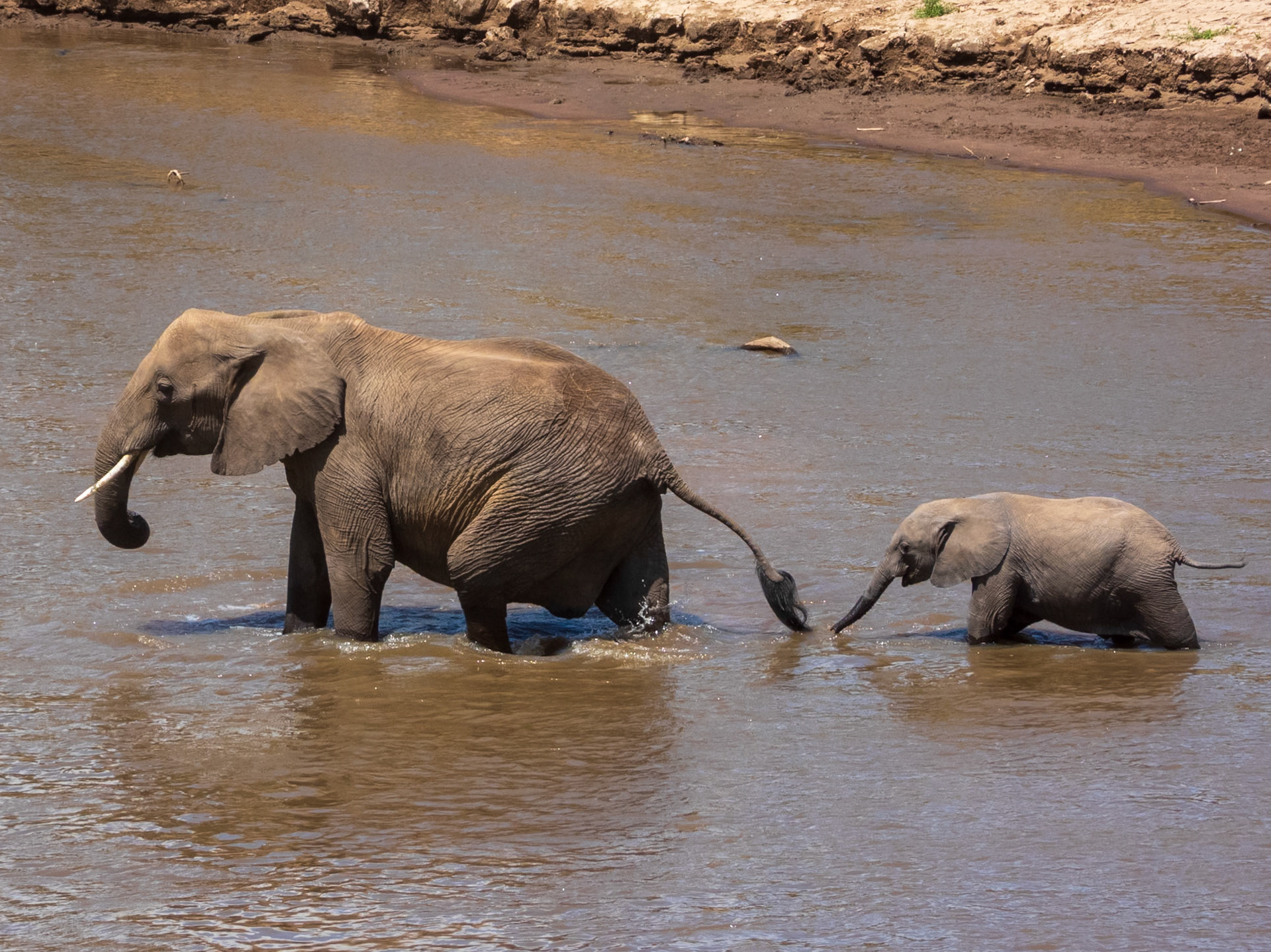 Savanna Elephant, Melting Bush Camp
