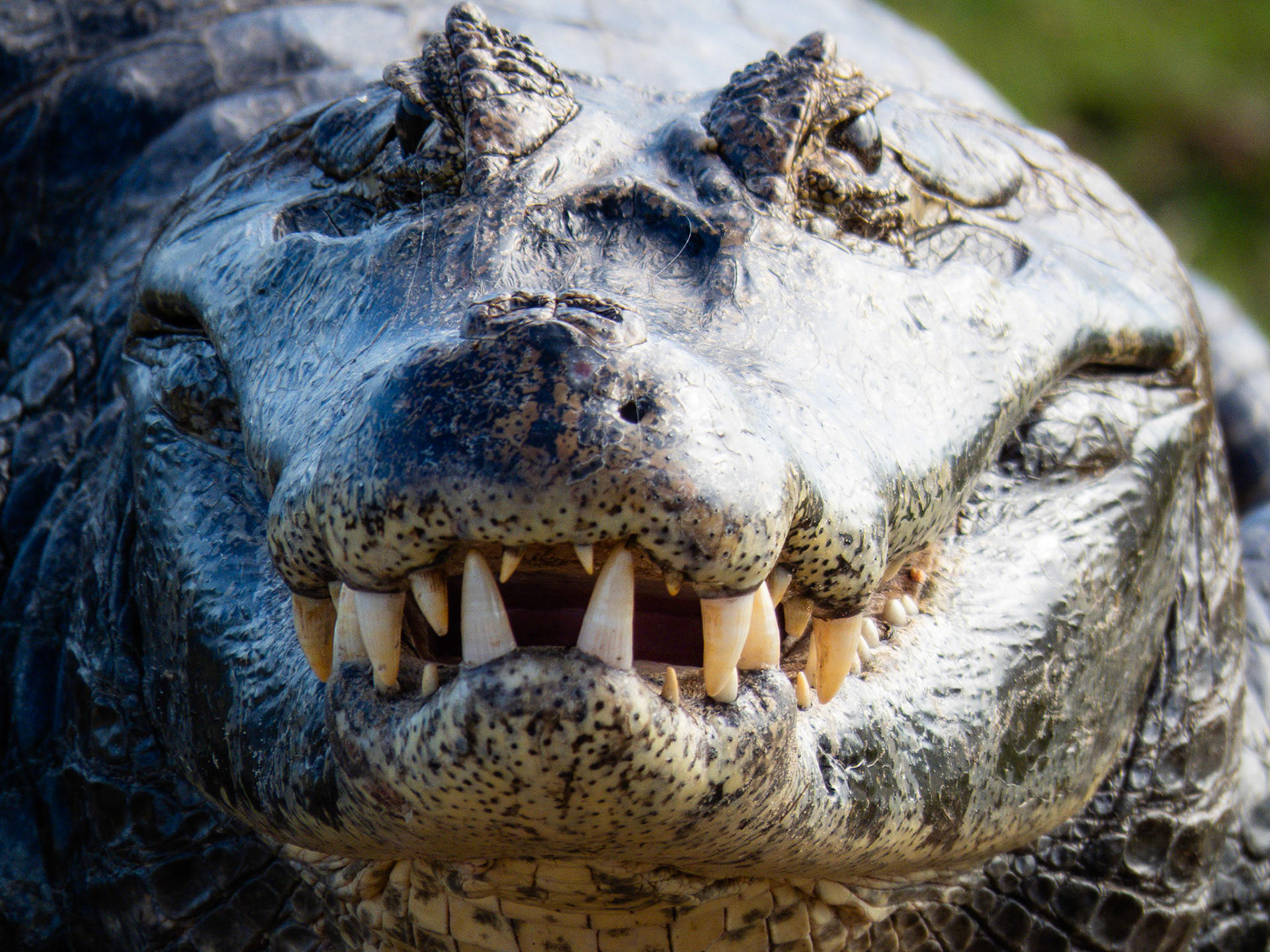 Yacare Caiman, Passo do Lontra
