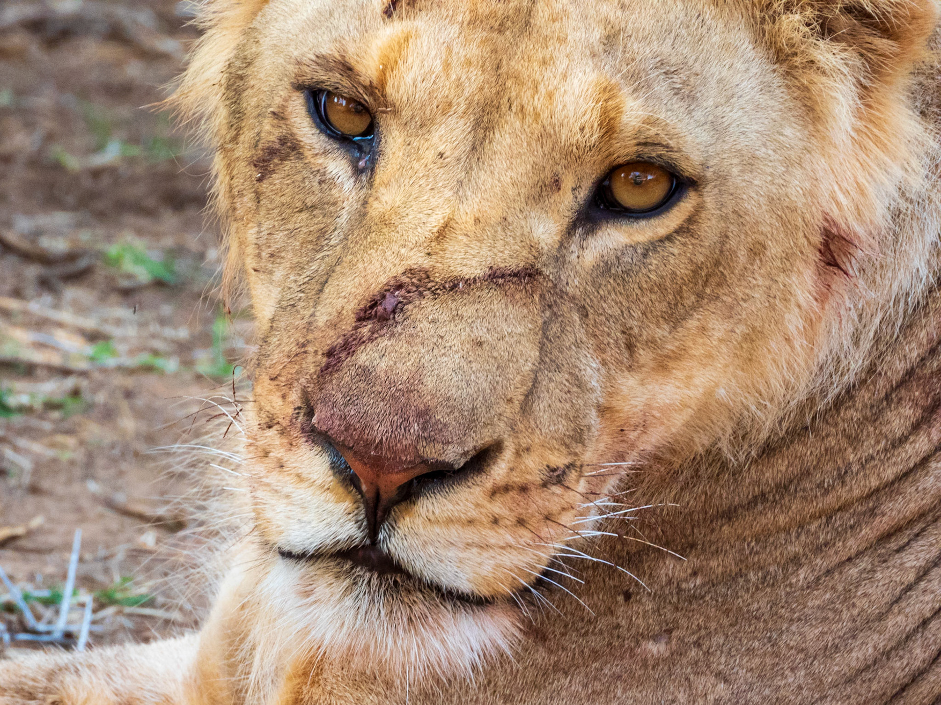 Lion, Samburu Simba Lodge