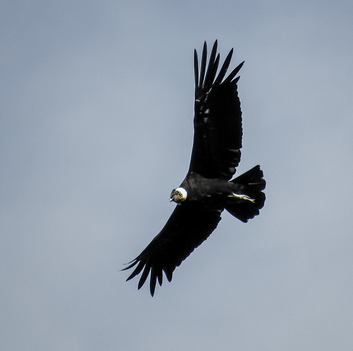 Andean Condor, Estancia El Cóndor