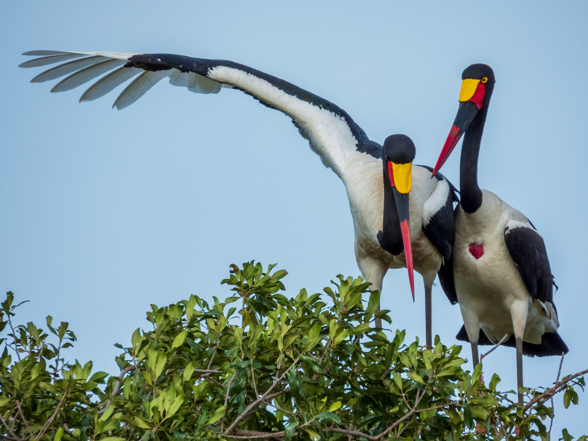 Saddle-billed Stork, Melting Bush Camp