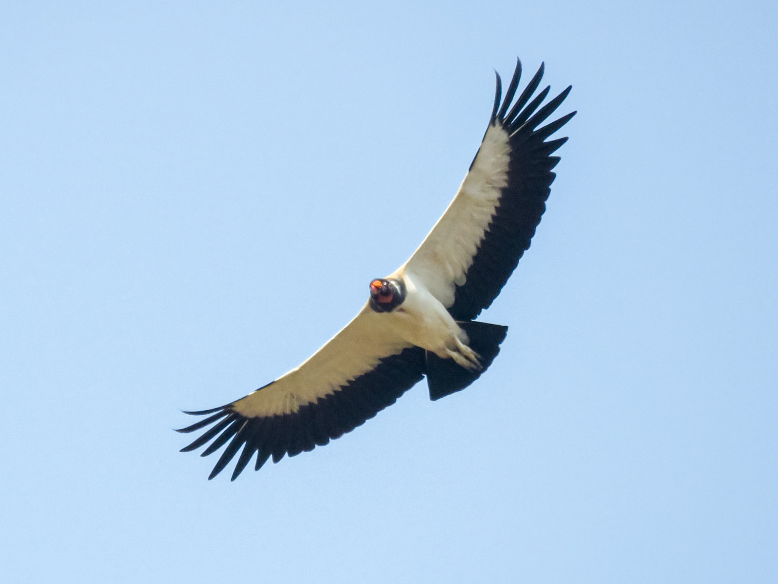 King Vulture, Parque Nacional Chapada dos Guimarães