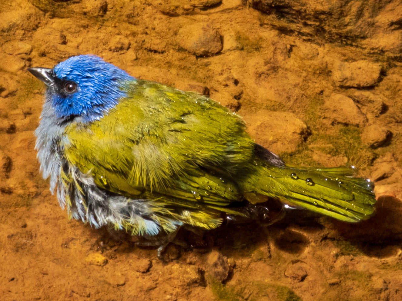 Blue-capped Tanager, Reserva Mirador El Roble