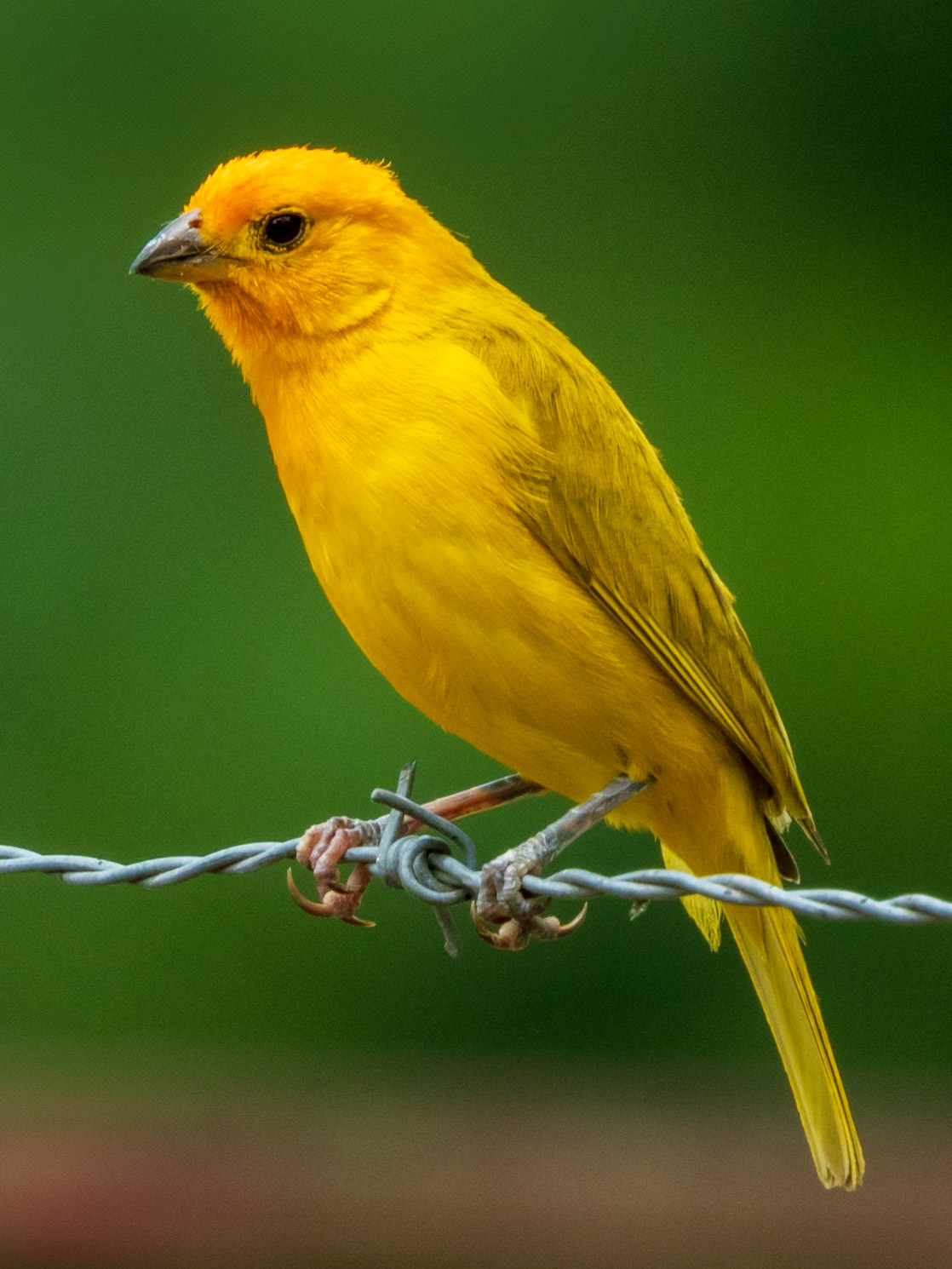 Saffron Finch, El Cedral
