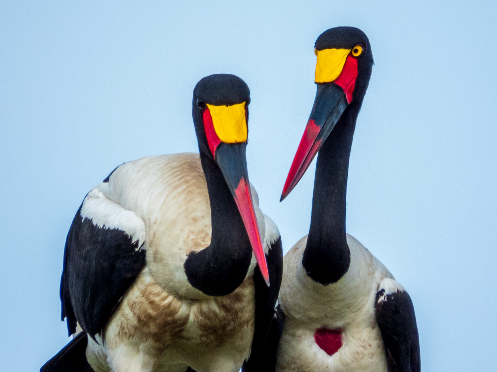 Saddle-billed Stork, Melting Bush Camp