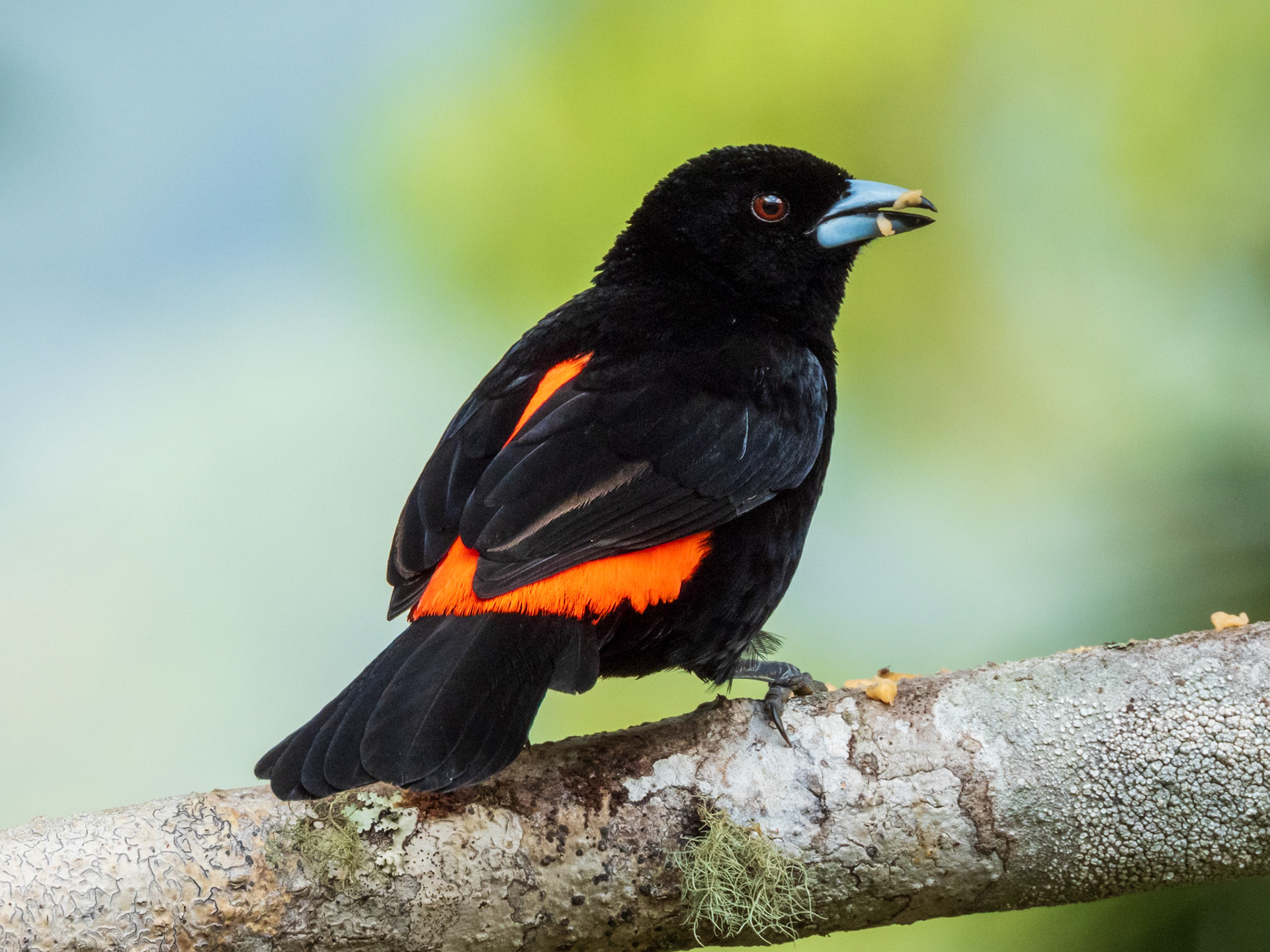 Flame-rumped Tanager, San Felipe