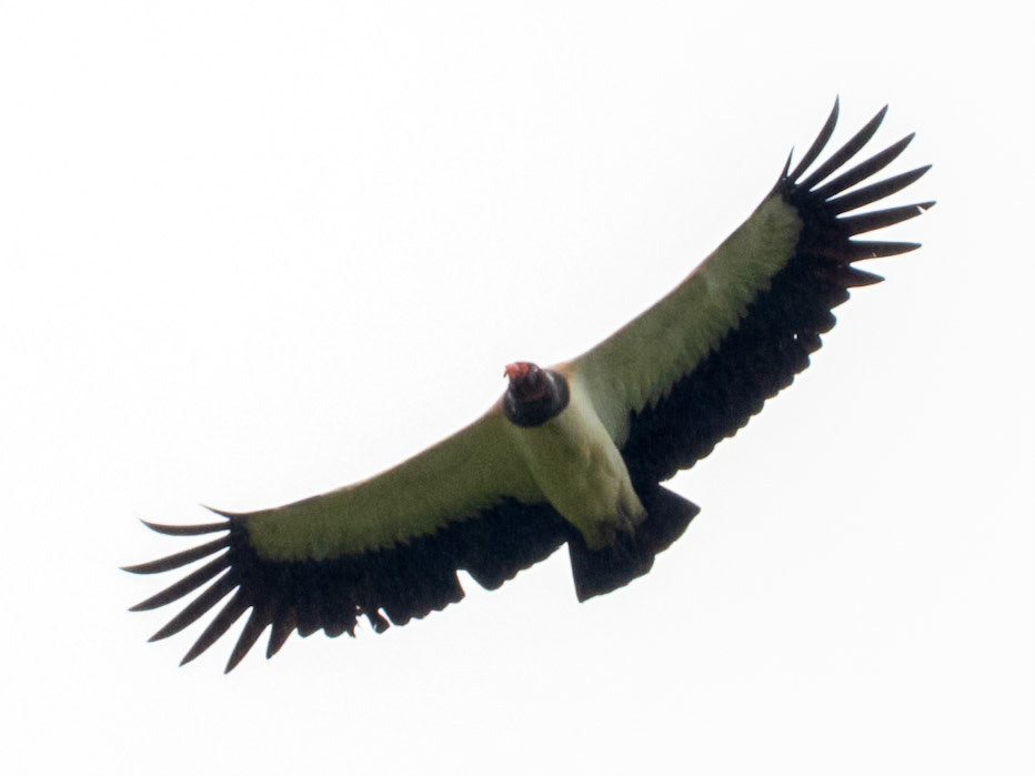 King Vulture, El Almejal Ecolodge
