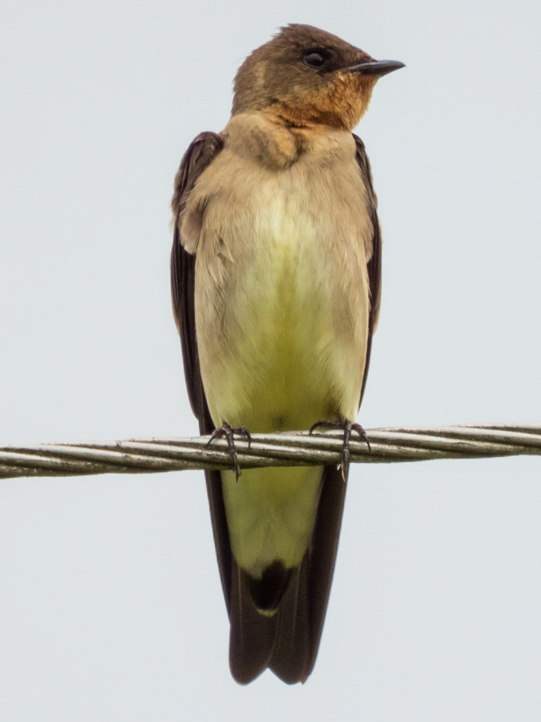 Southern Rough-winged Swallow, Santa Rosa