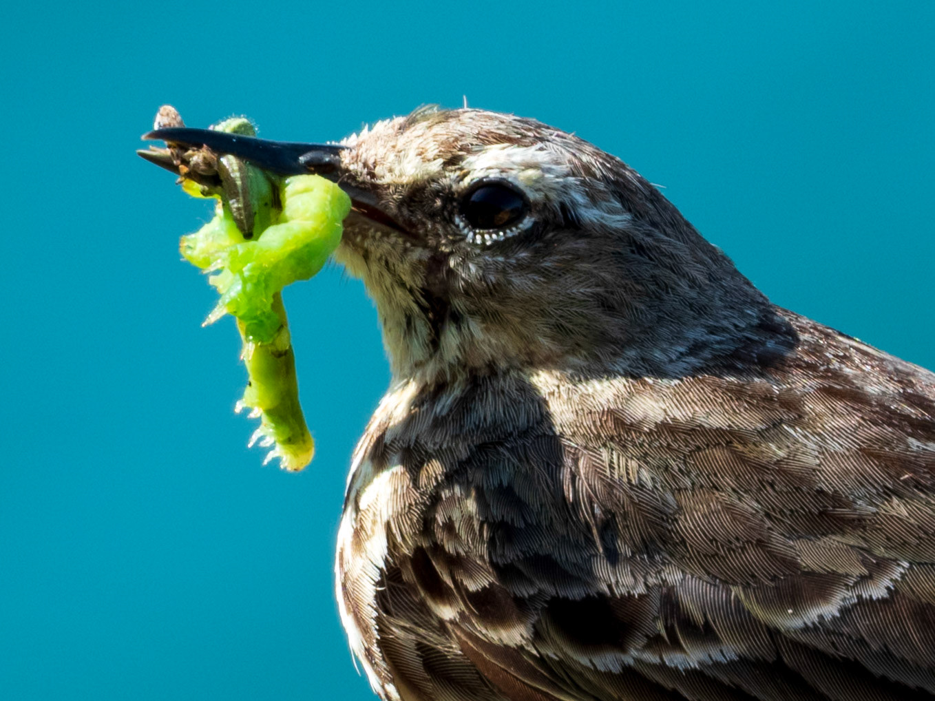 Rock Pipit, South Stack RSPB Reserve