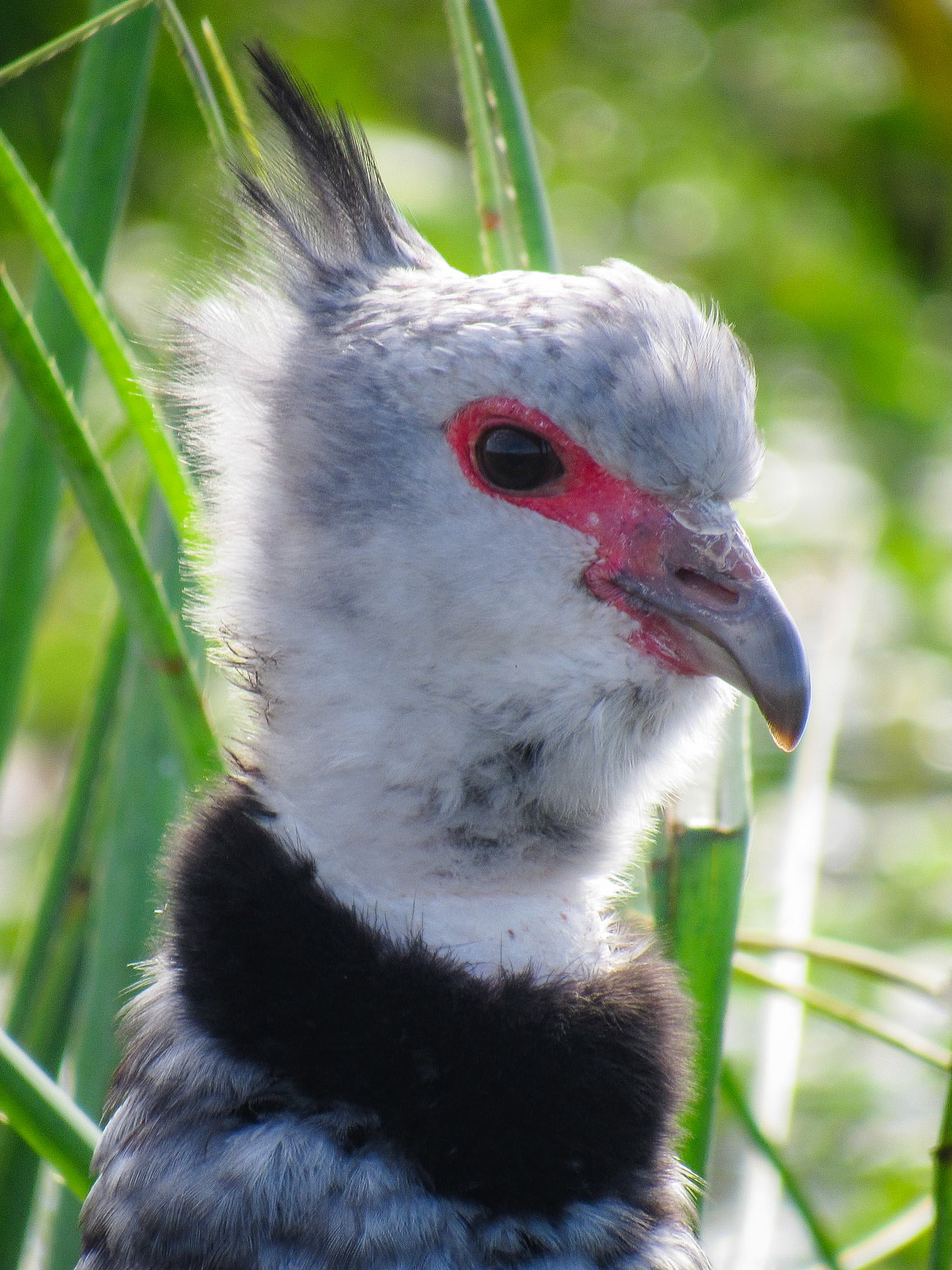 Southern Screamer, Colonia Carlos Pellegrini