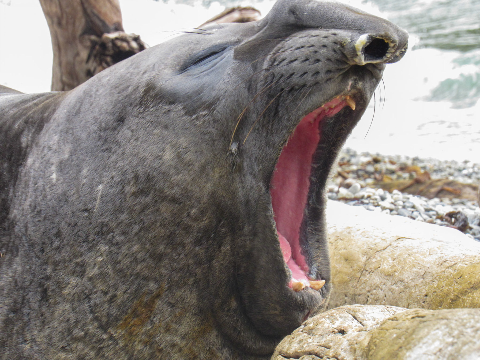 Southern Elephant Seal, Estrecho de Magallanes