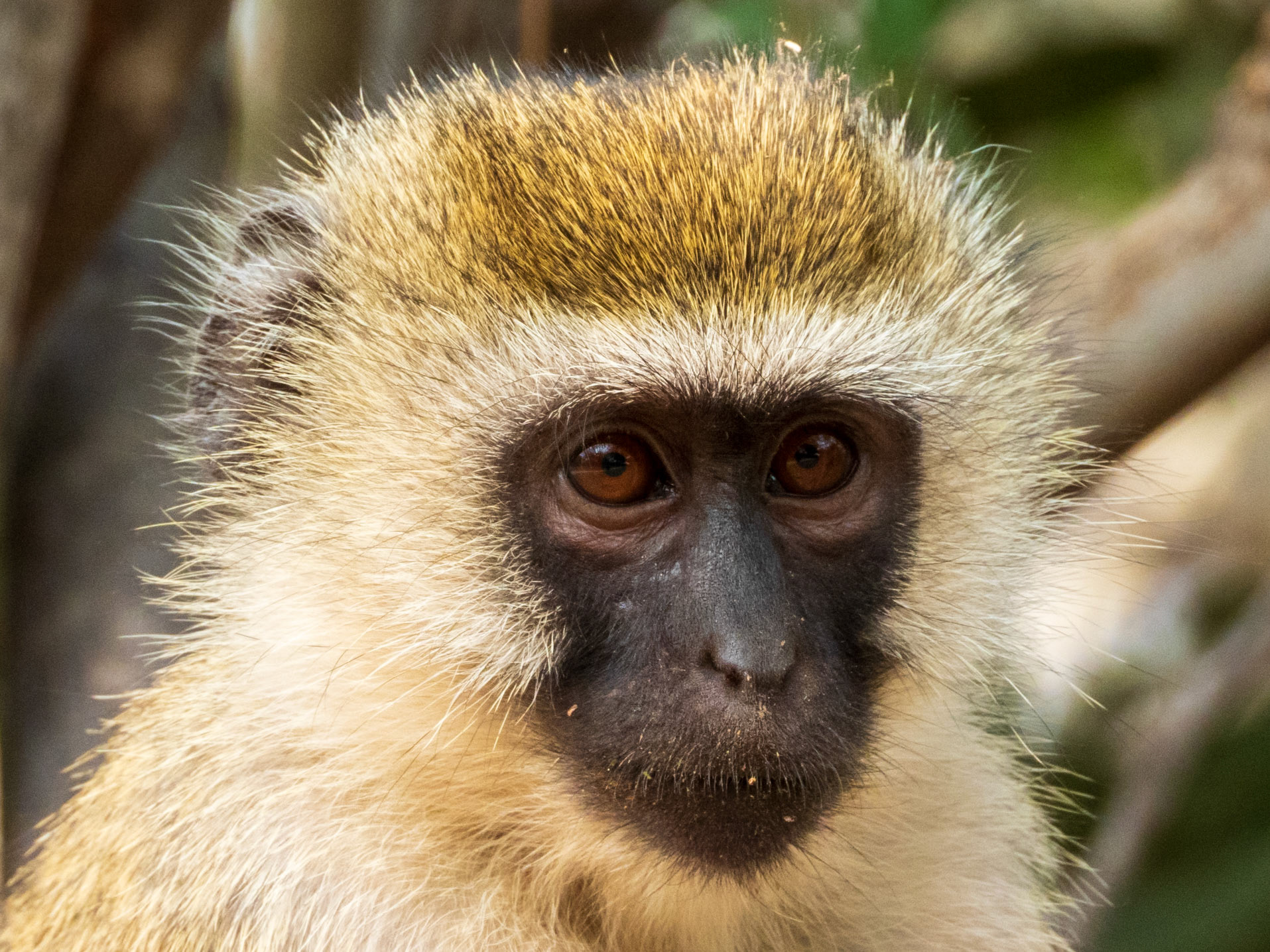 Vervet Monkey, Samburu Simba Lodge