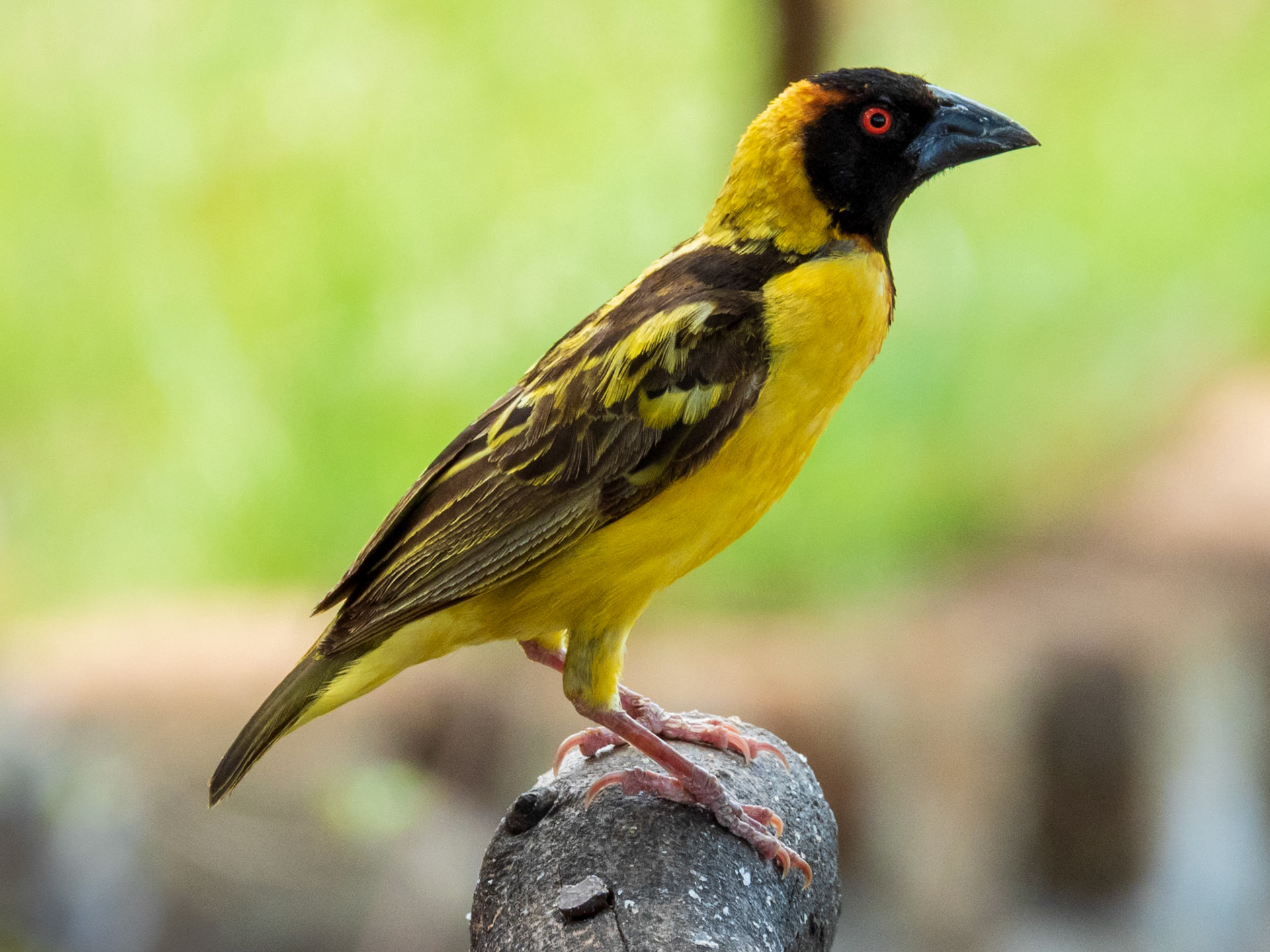 Village Weaver, Tumbili Cliff Lodge