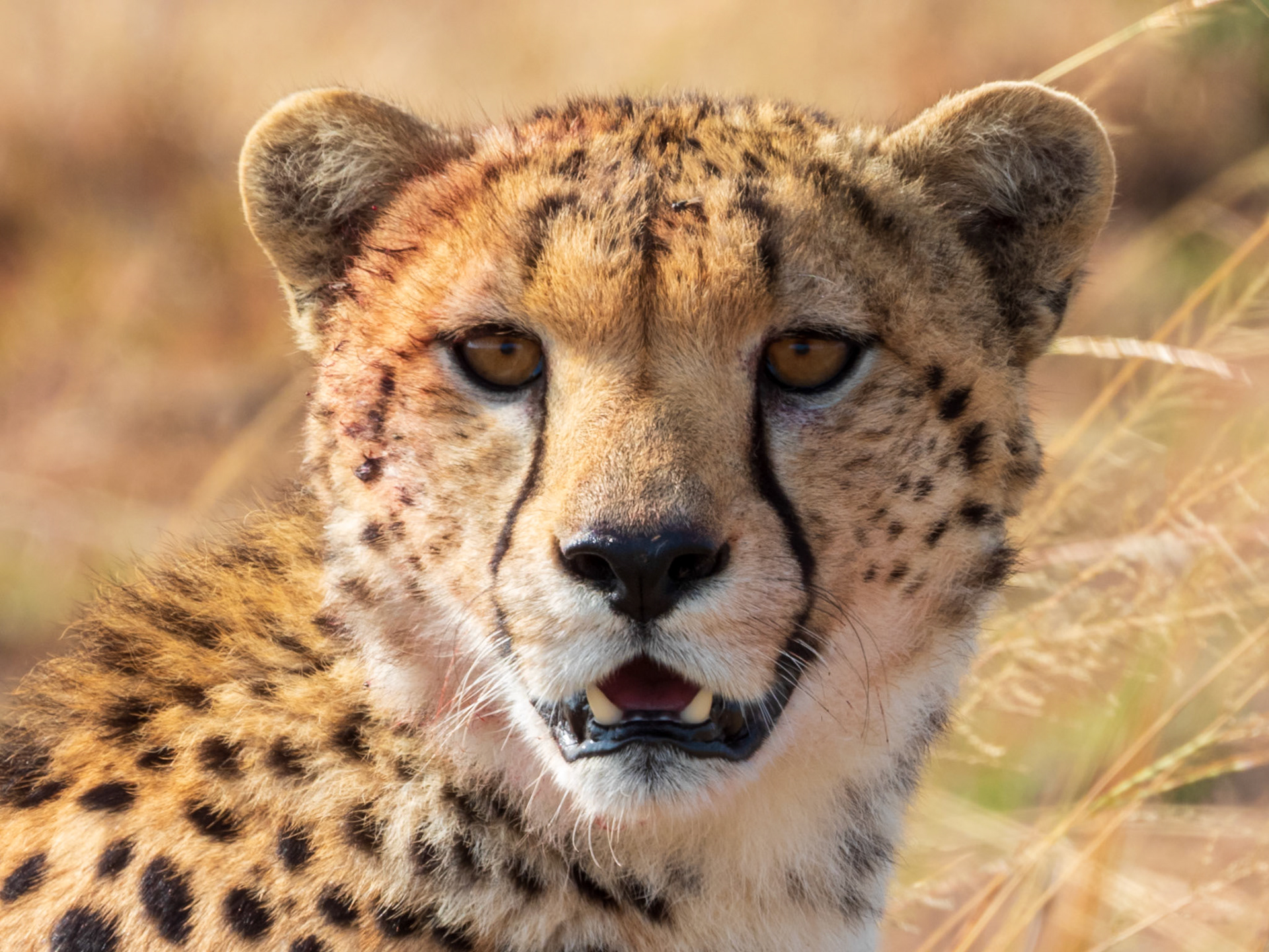 Cheetah, Melting Bush Camp