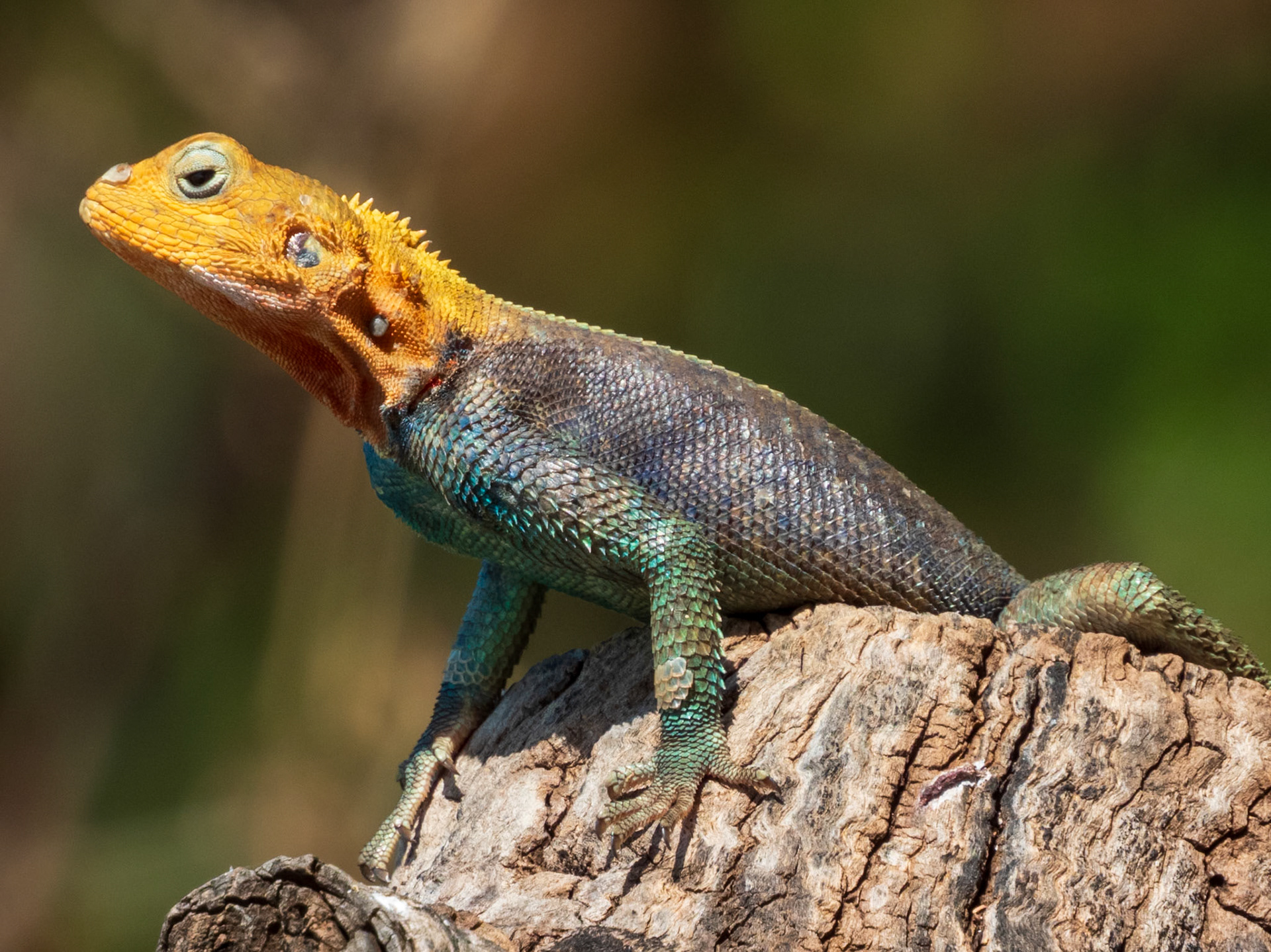Rainbow Agama, Tumbili Cliff Lodge