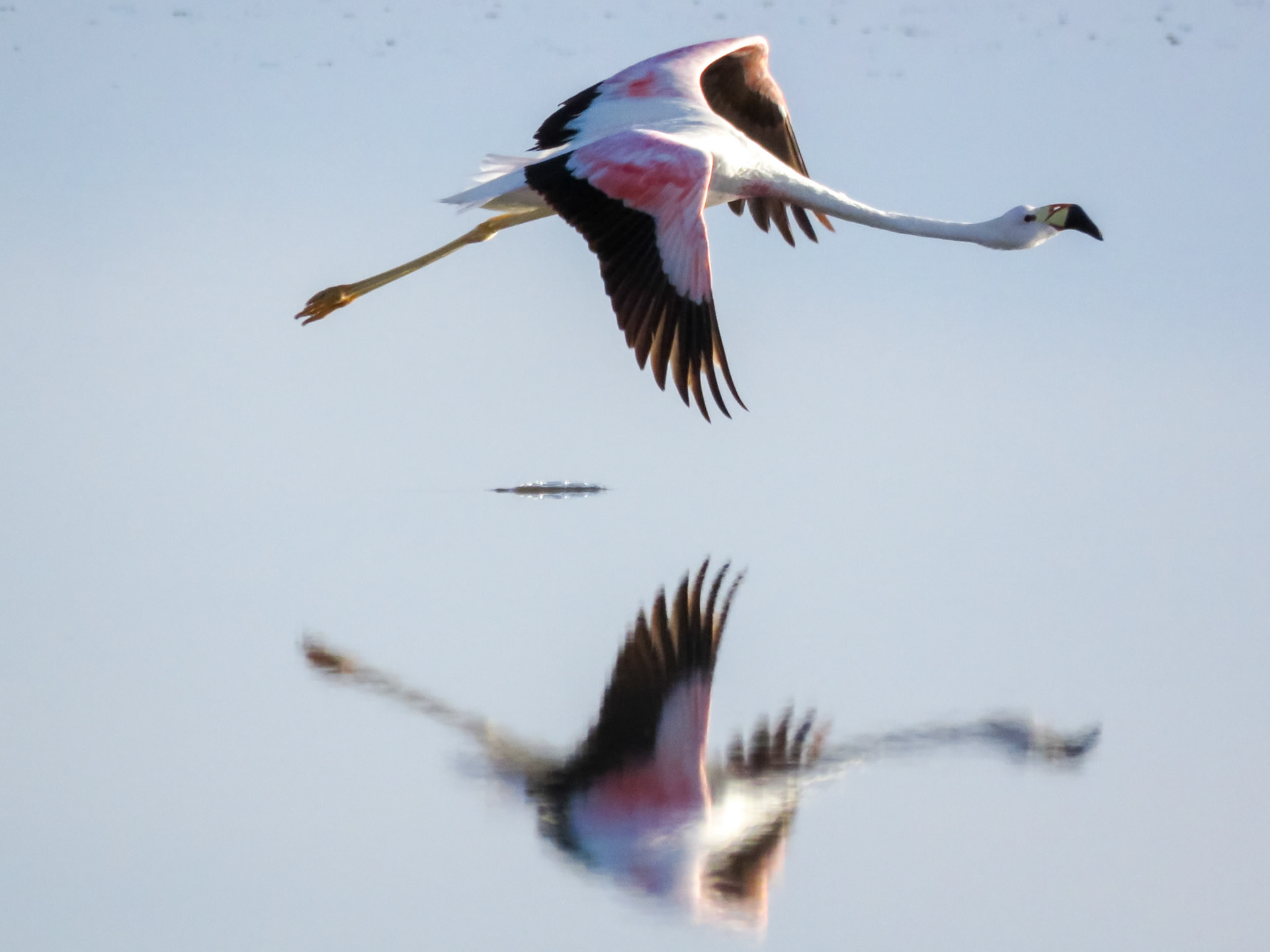 Andean Flamingo, Salar de Atacama