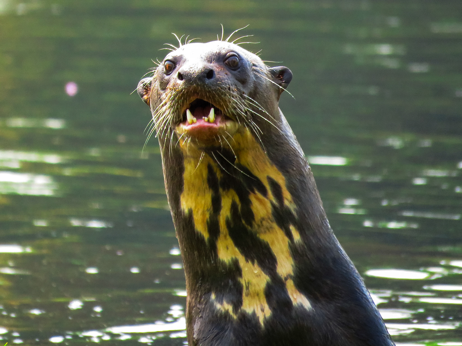 Giant Otter, Pouso Alegre Lodge