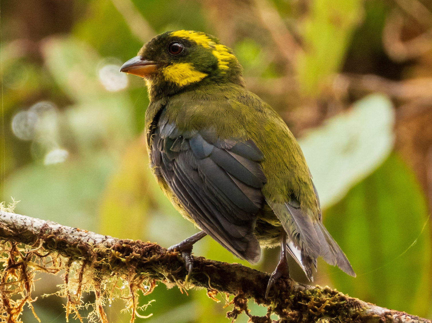 Gold-ringed Tanager, Parque Nacional Natural Tatamá