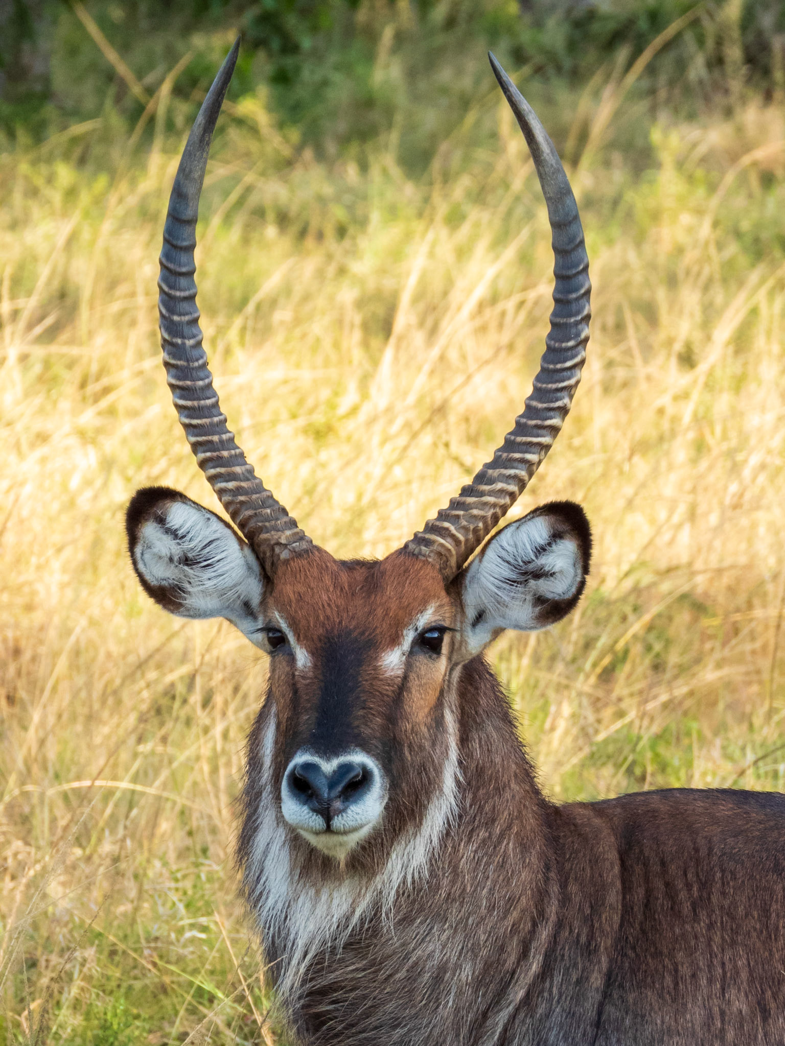 Waterbuck, Melting Bush Camp