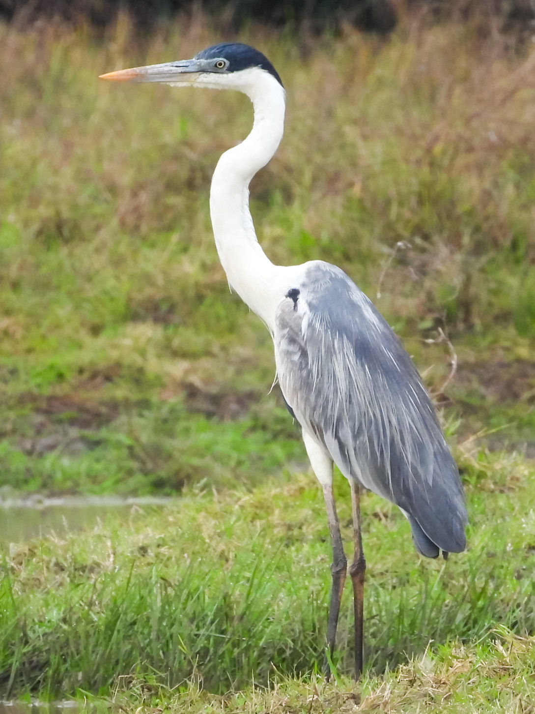 Cocoi Heron, Hato Mata de Palma
