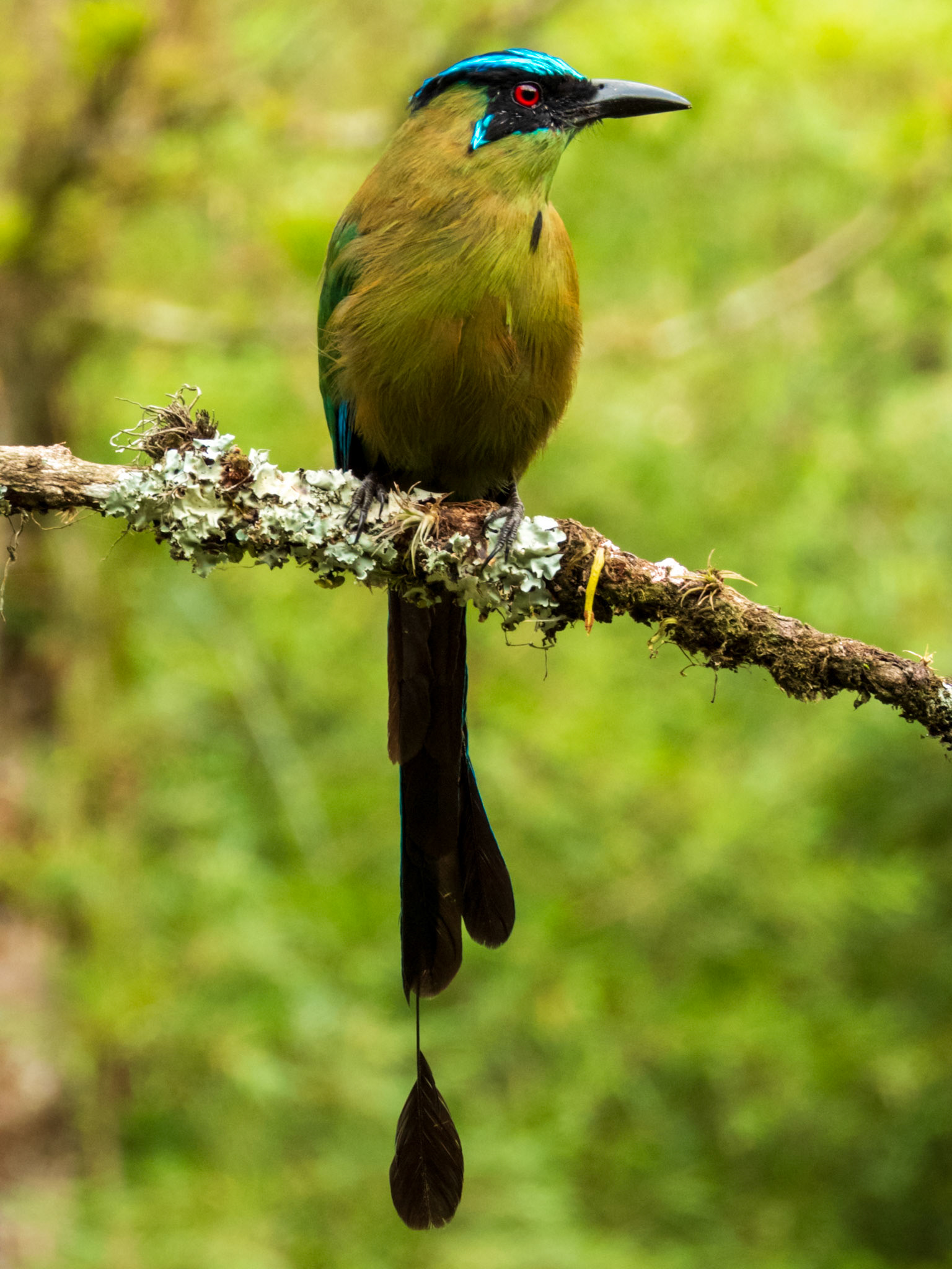 Andean Motmot, Demostrativa Don Miguel Reserva Natural