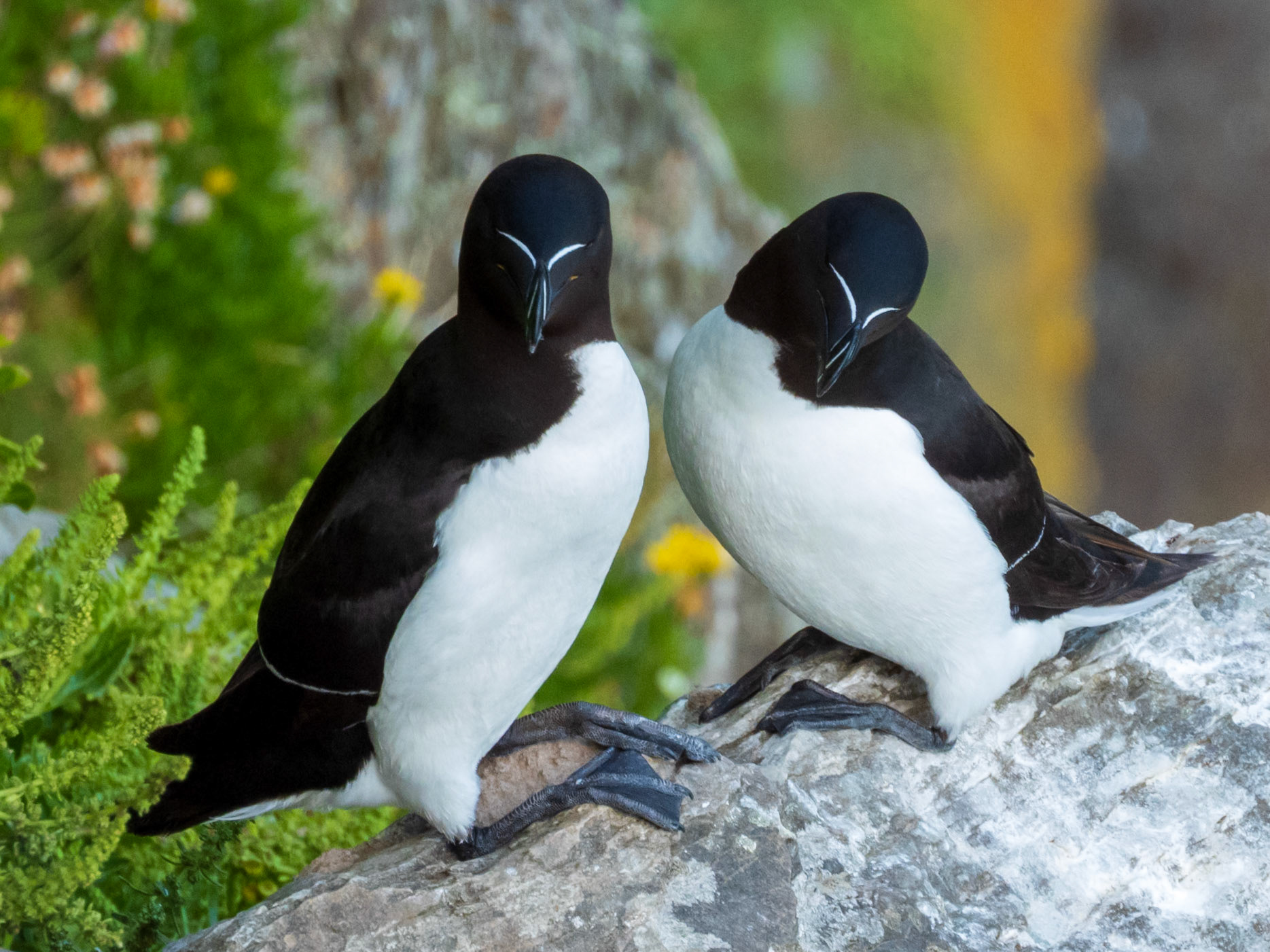 Razorbill, South Stack RSPB Reserve