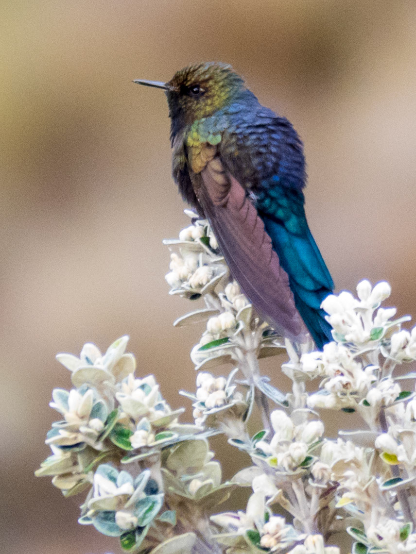 Blue-mantled Thornbill, Laguna Llaviucu
