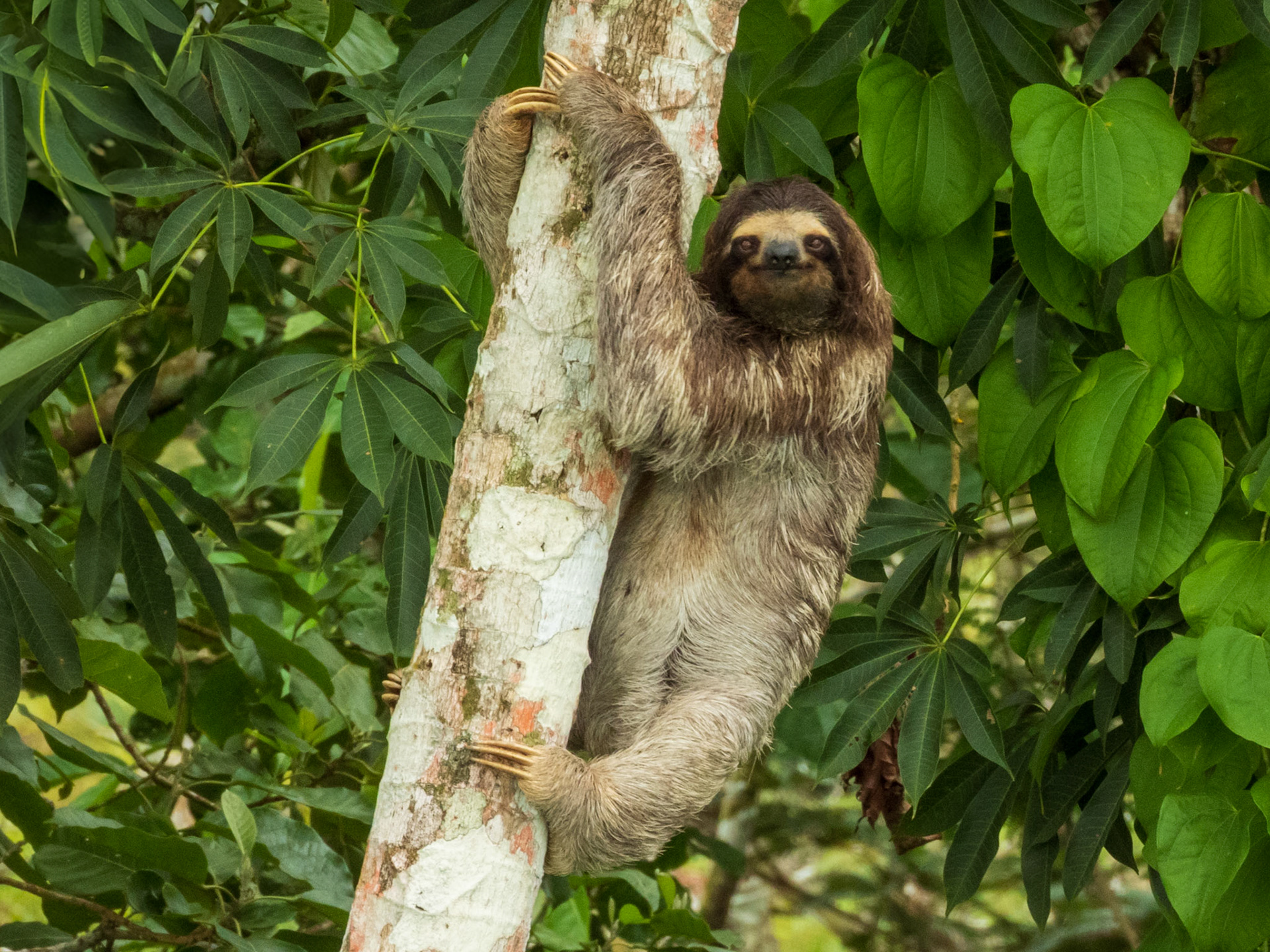 Brown-throated Three-toed Sloth, Panama Rainforest Discovery Center
