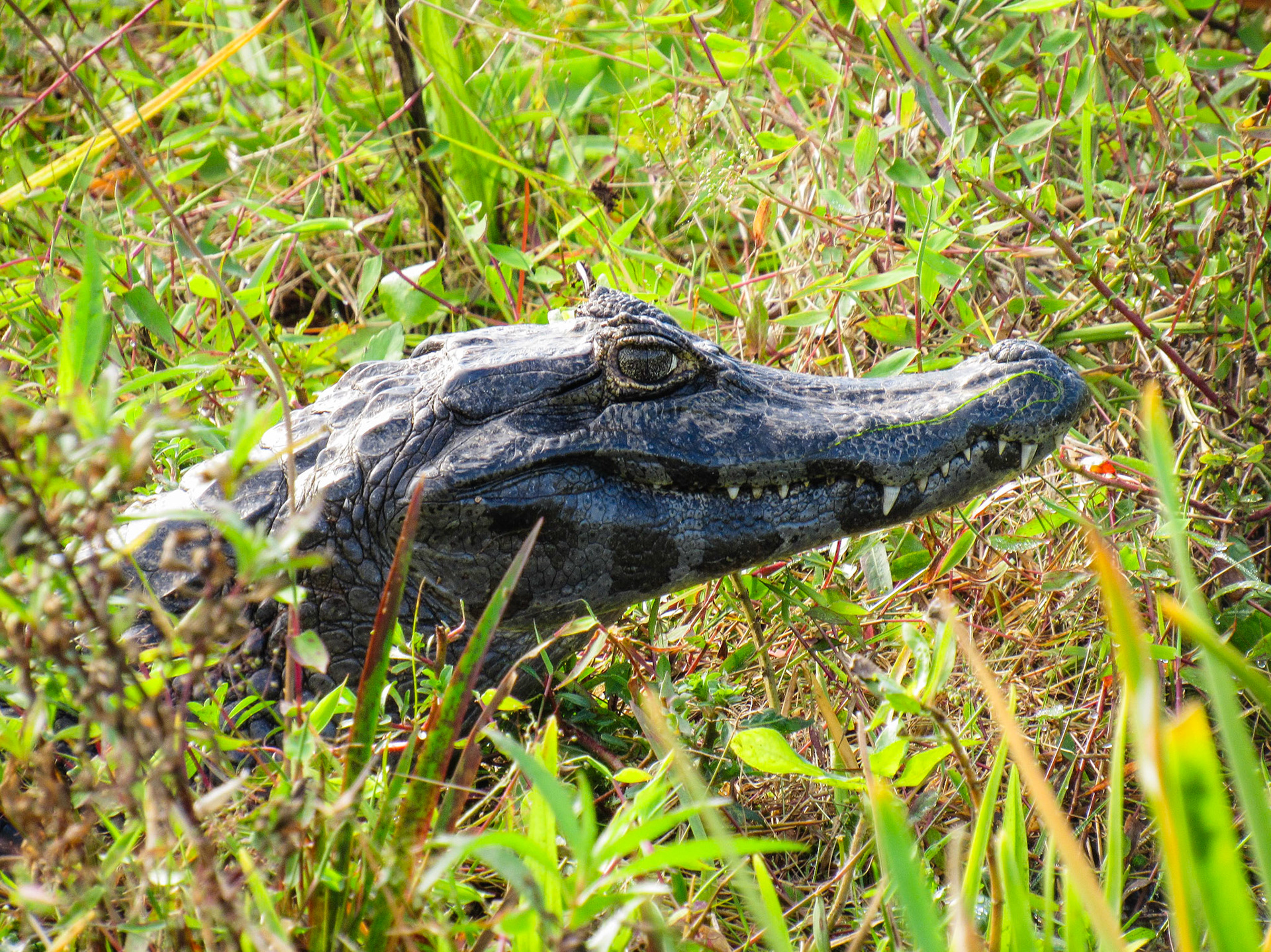 Yacare Caiman, Colonia Carlos Pellegrini