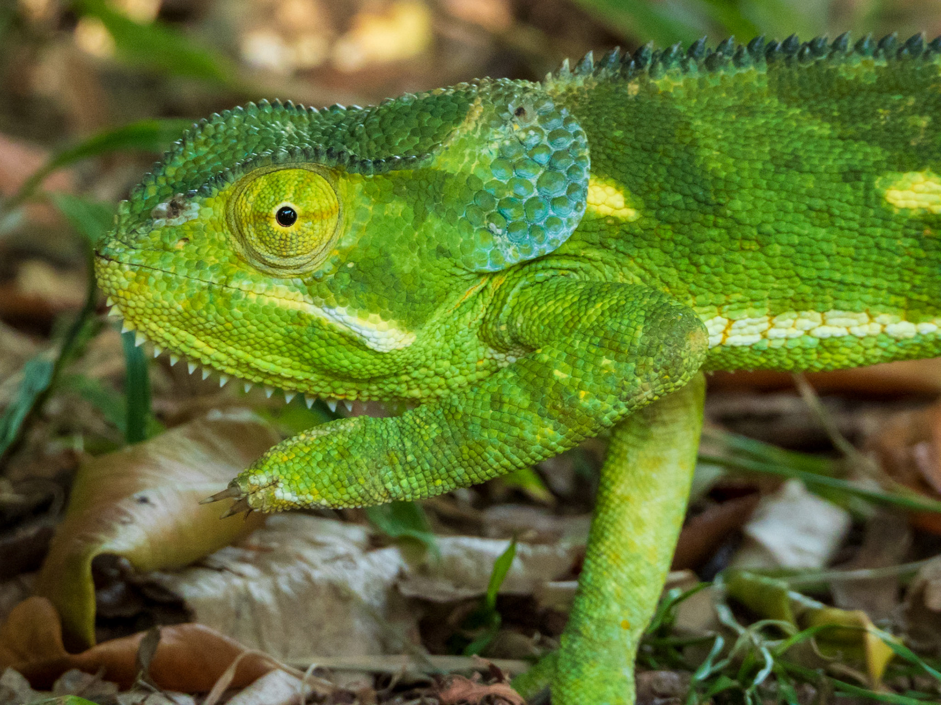 Flap-necked Chameleon, Melting Bush Camp