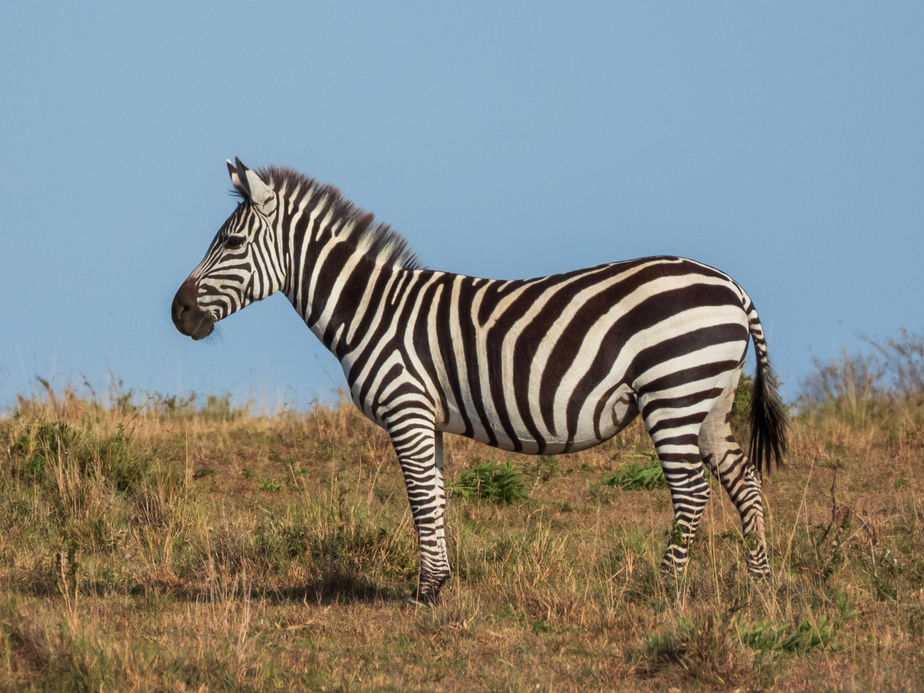Plains Zebra, Melting Bush Camp