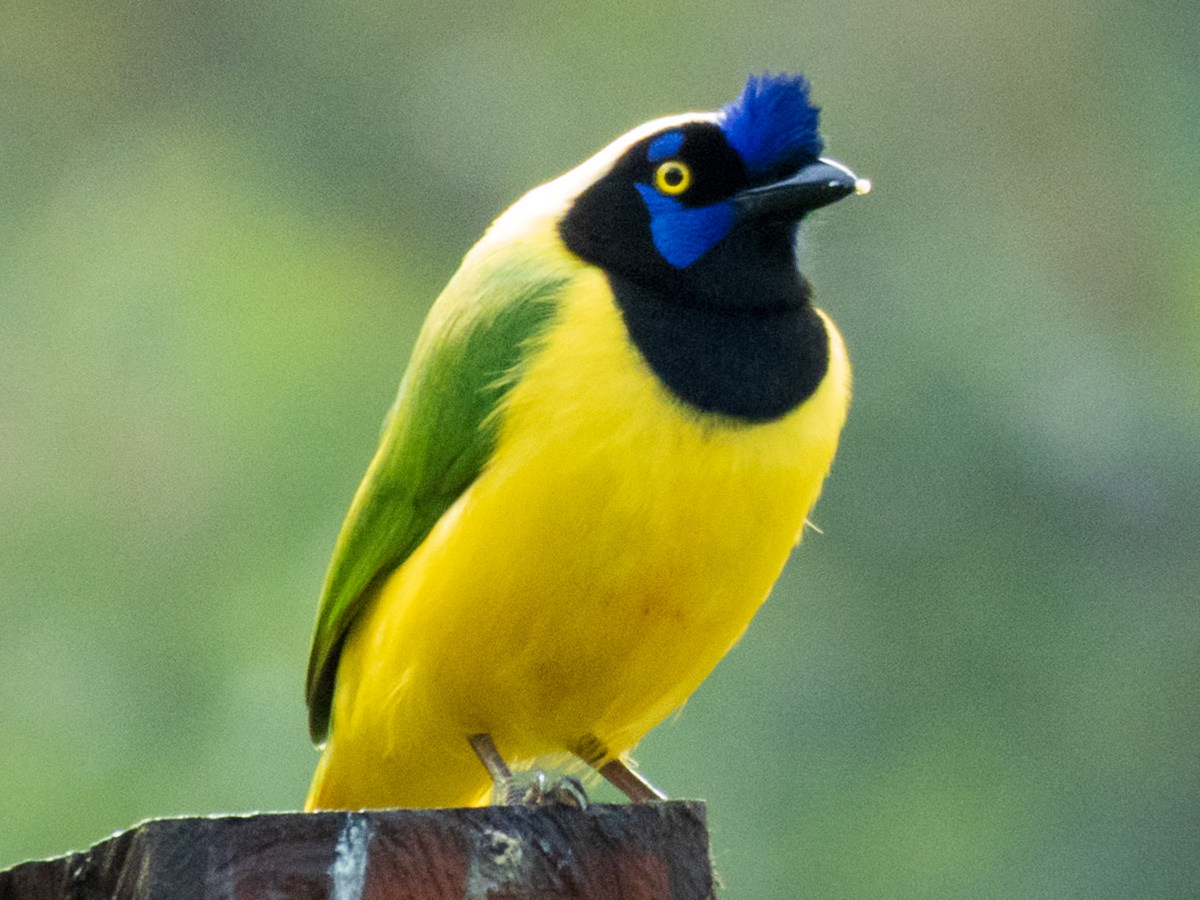 Green Jay, El Cedral