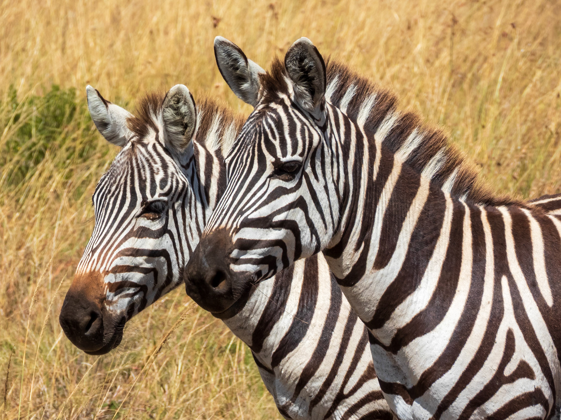 Plains Zebra, Melting Bush Camp