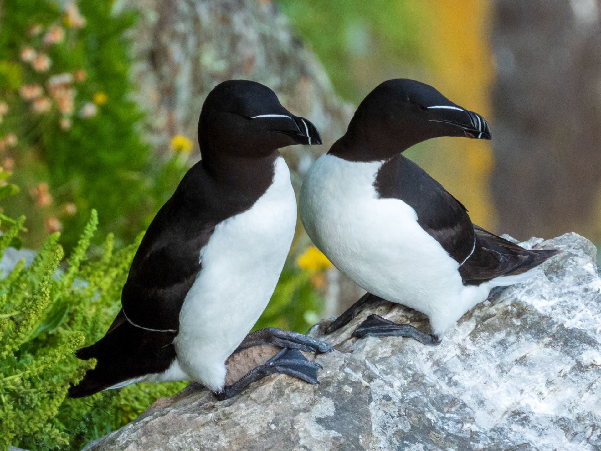 Razorbill, South Stack RSPB Reserve