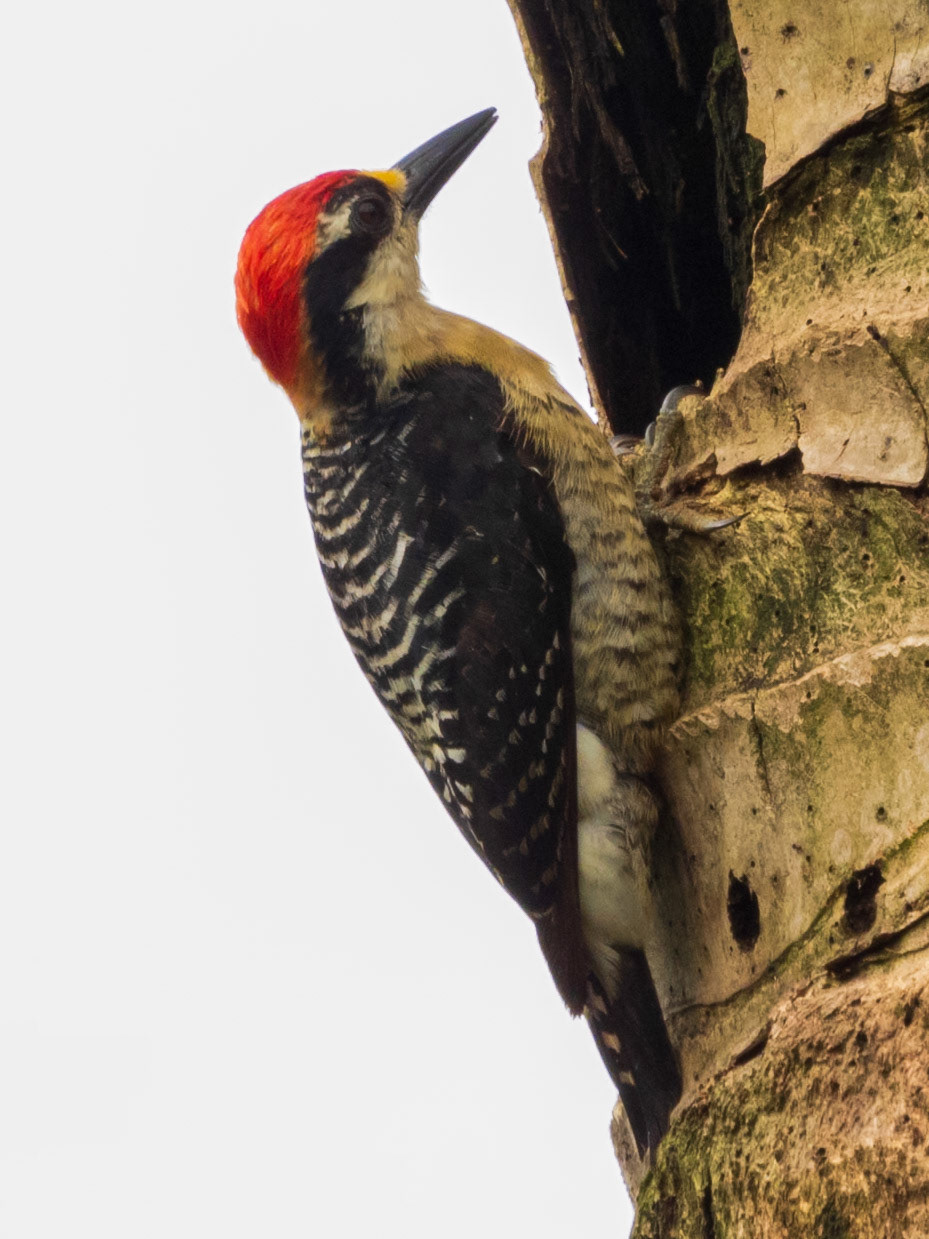 Black-cheeked Woodpecker, Mama Orbe Family Eco Farm