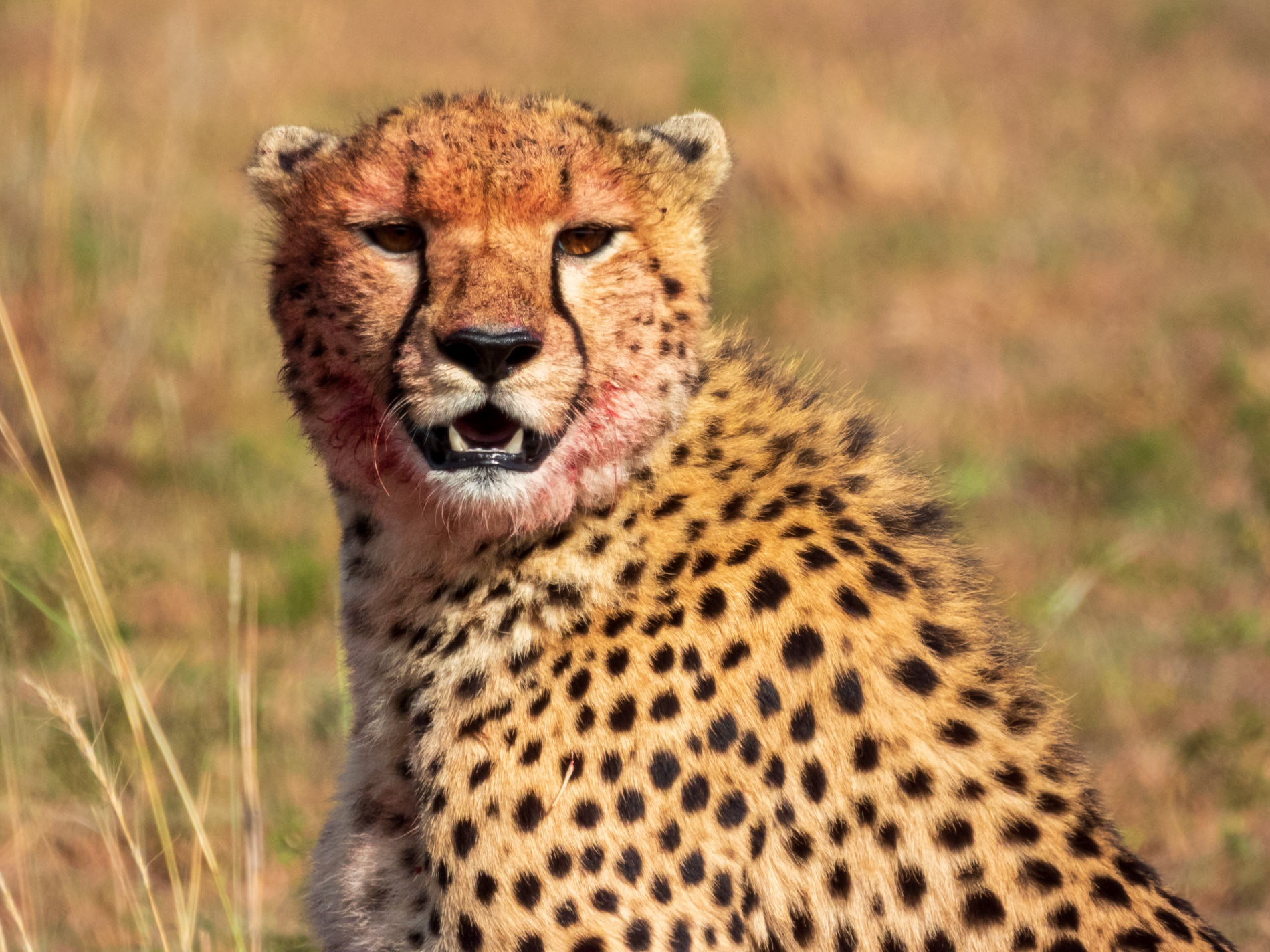 Cheetah, Melting Bush Camp