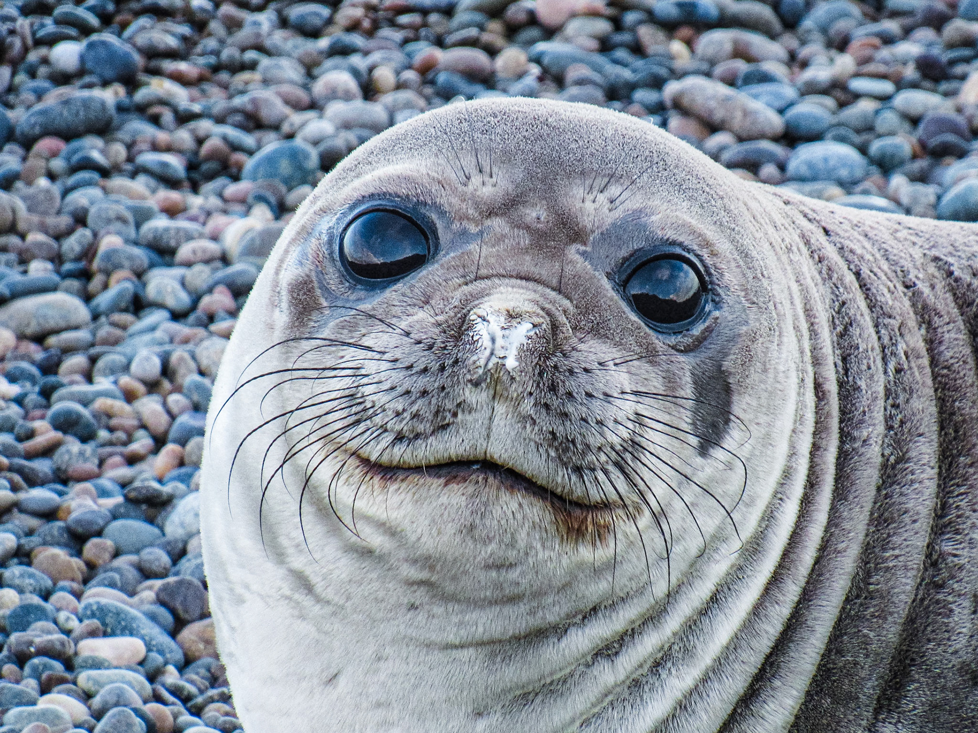 Southern Elephant Seal, Peninsula de Valdés