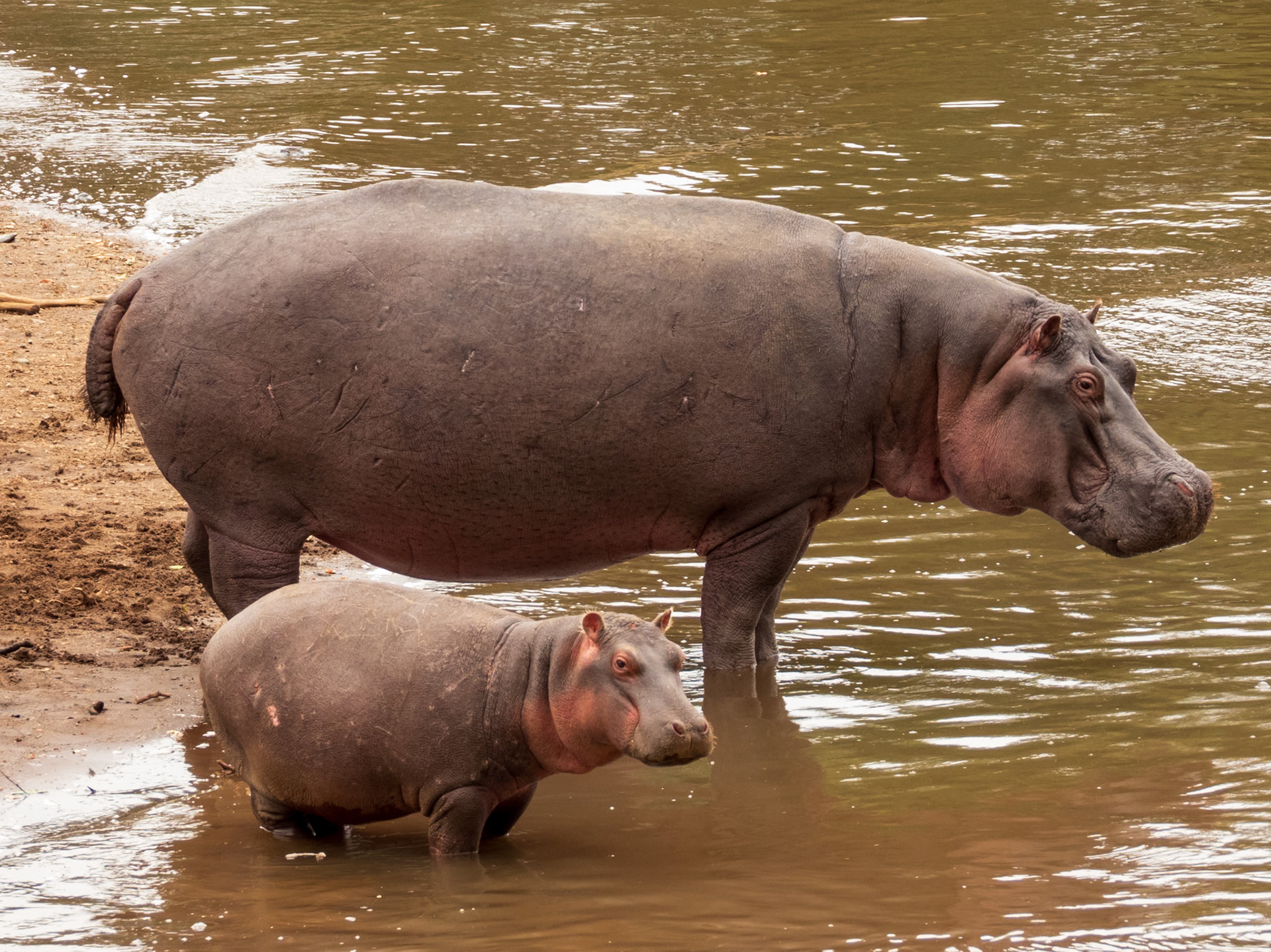 Common Hippopotamus, Melting Bush Camp