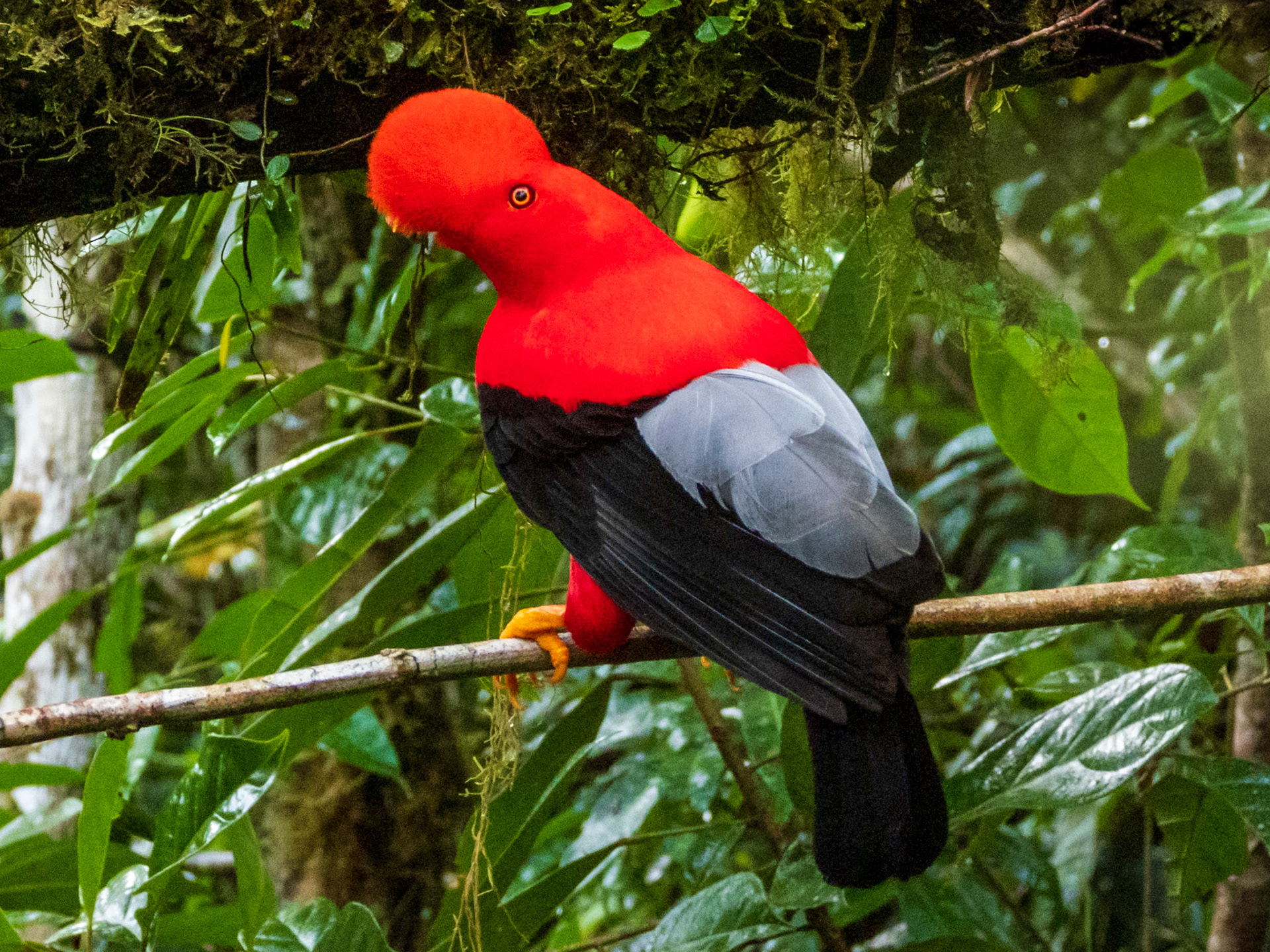 Andean Cock-of-the-rock, Doña Dora
