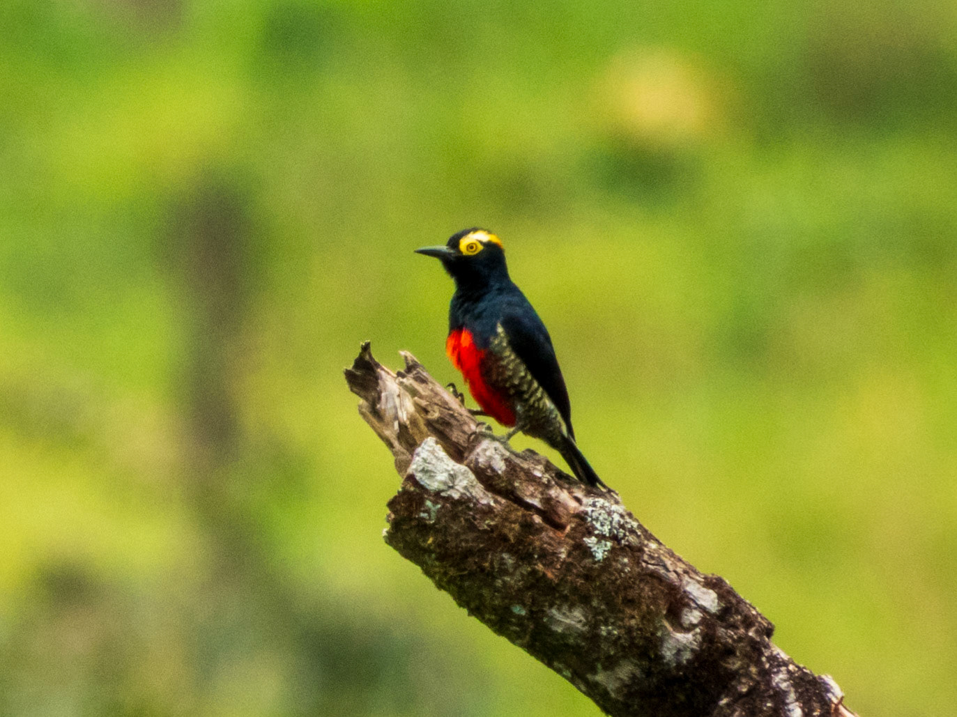 Yellow-tufted Woodpecker, Harpy Eagle Reserve