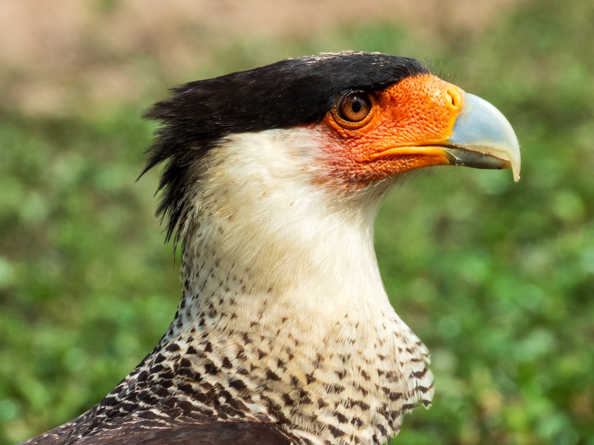 Crested Caracara, Hato la Aurora