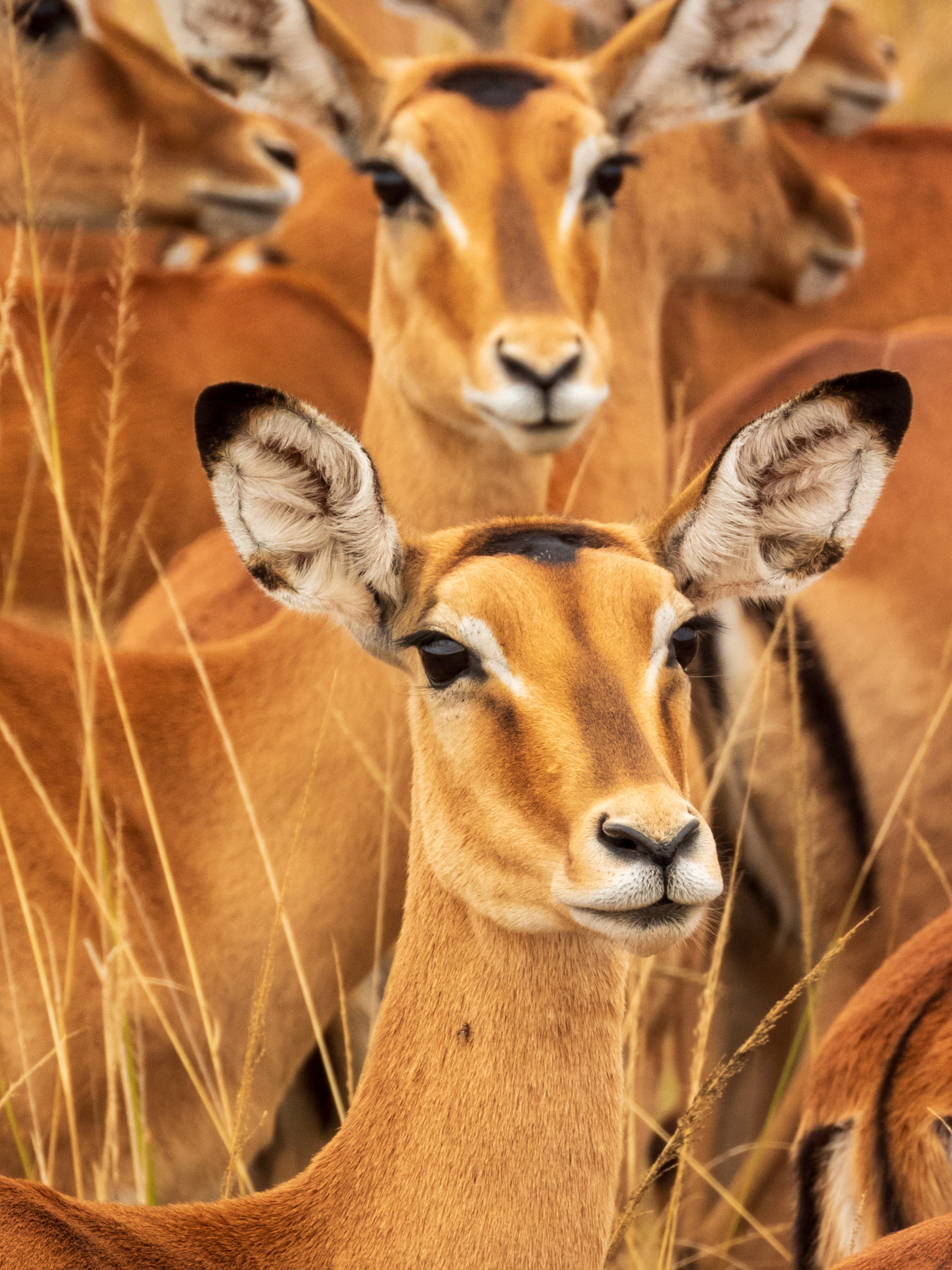 Impala, Melting Bush Camp