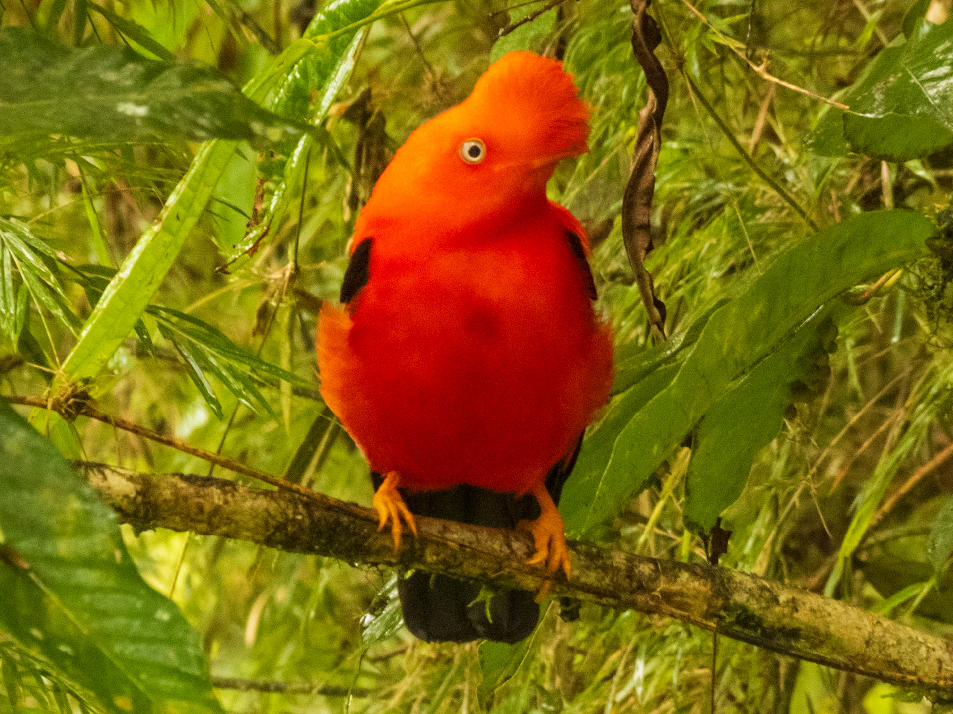 Andean Cock-of-the-rock, Posada San Pedro Lodge