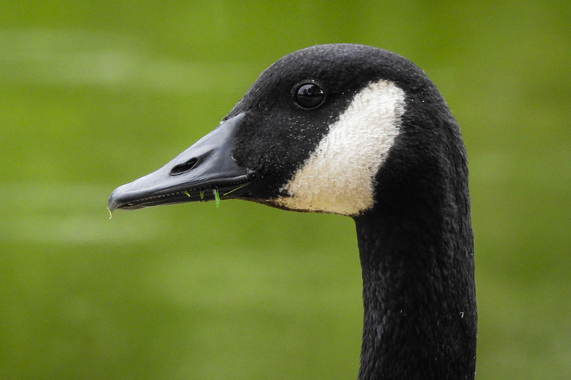 Canada Goose, Bois de Boulogne